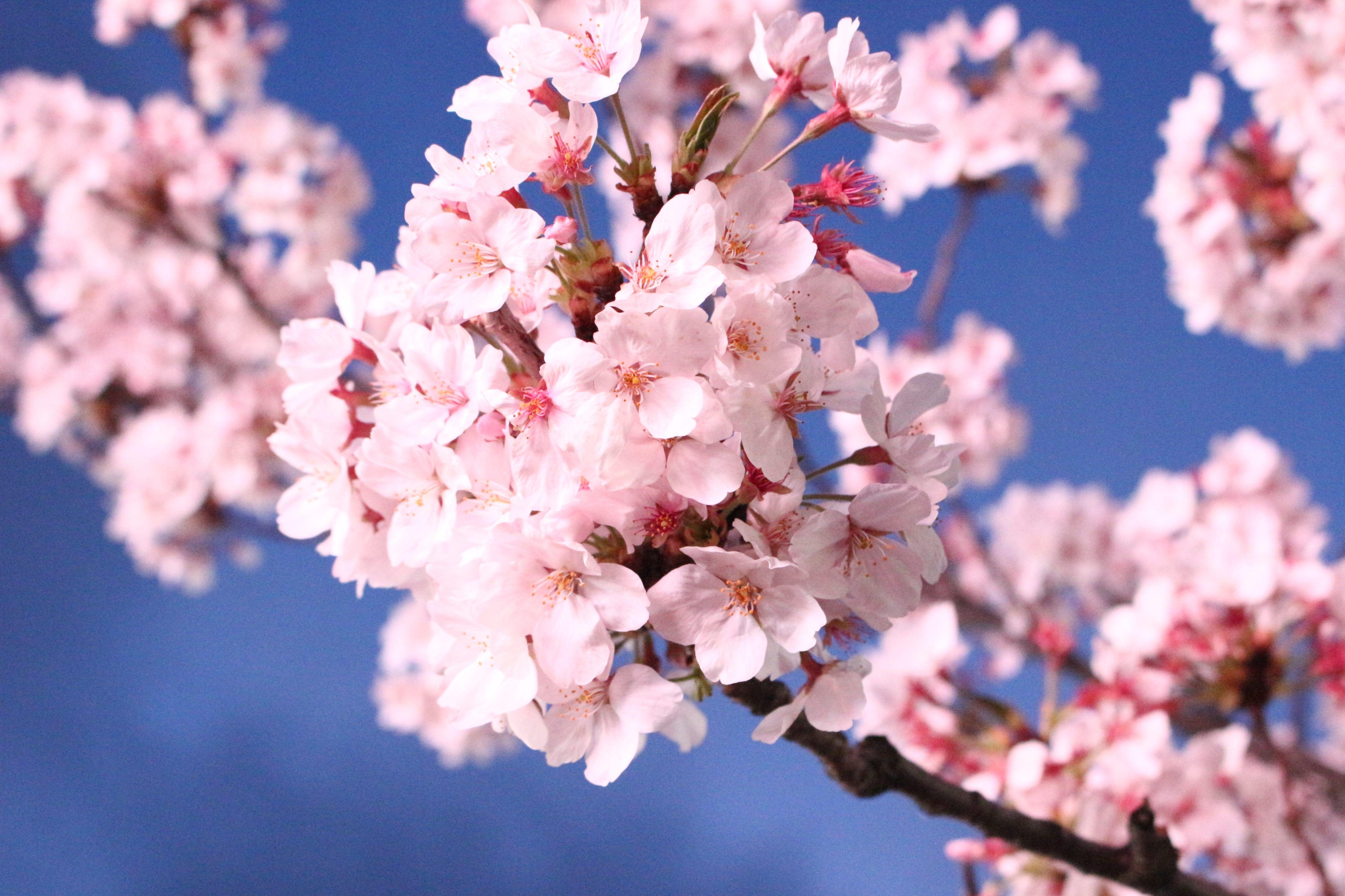 Вишня в цвету. Sakura вишня. Пушистые цветы вишни. Цветущая вишня фото высокого разрешения. Когда расцветает Сакура.