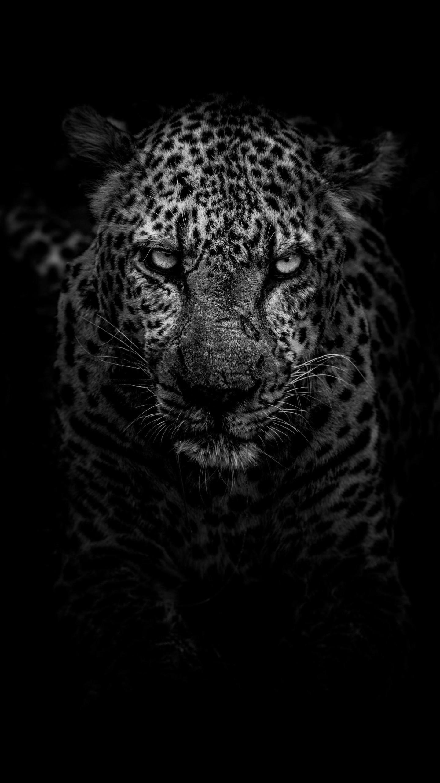 1440x2560 Leopard Dark Monochrome 5K, HD Animals Wallpaper Photo