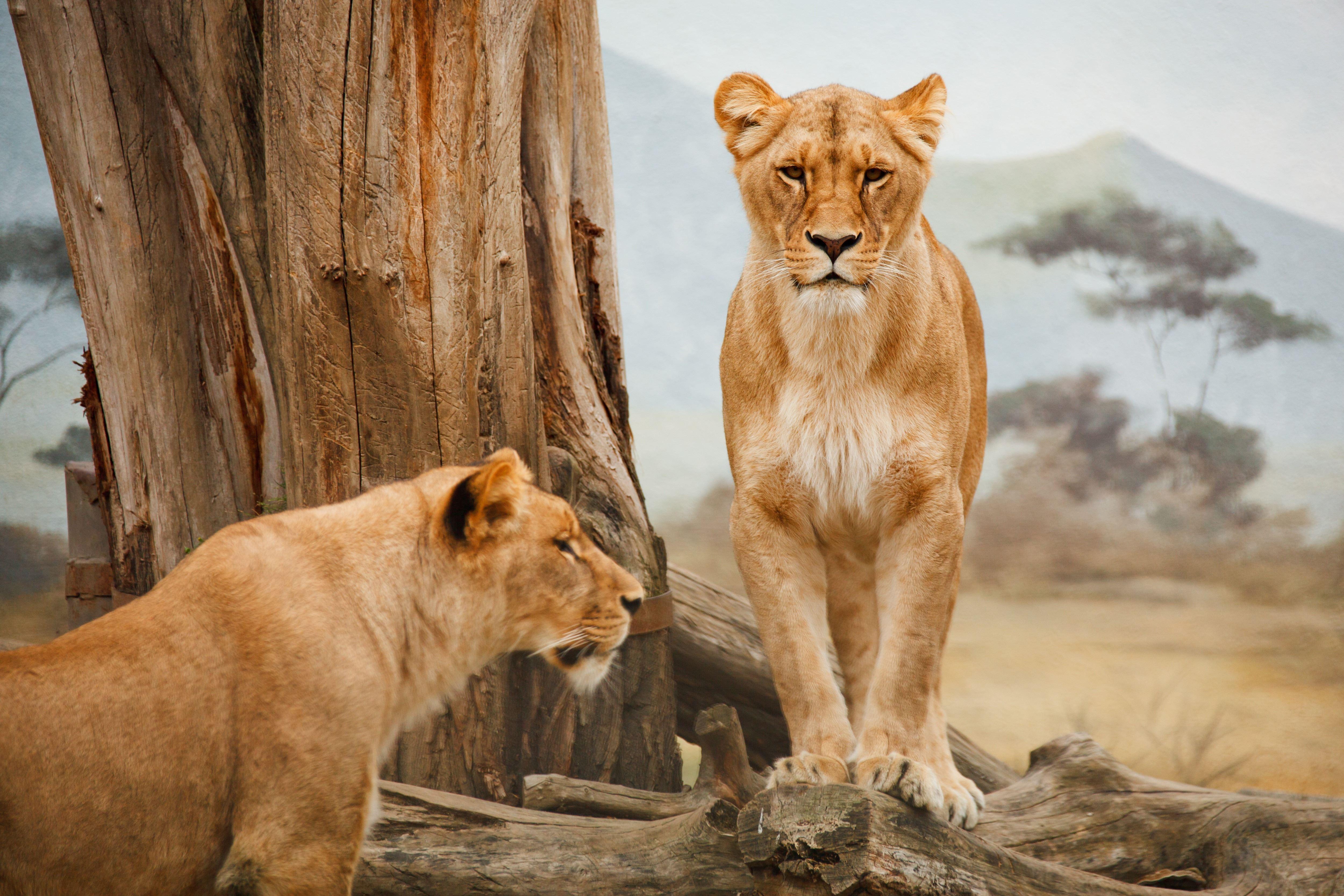 5000x3333 Lion 5k, HD Animals, 4k Wallpaper, Image, Background, Photo