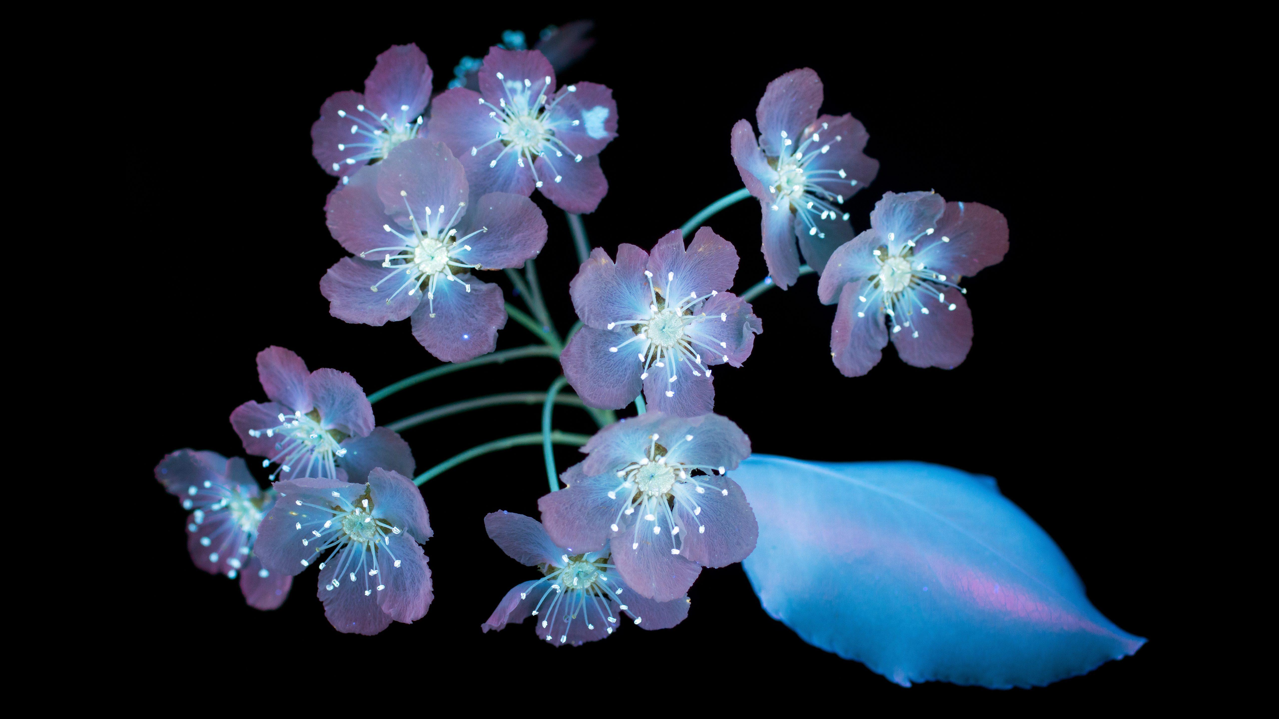 5120x2880 AMOLED Flowers MacOS Mojave Stock 5K Wallpaper