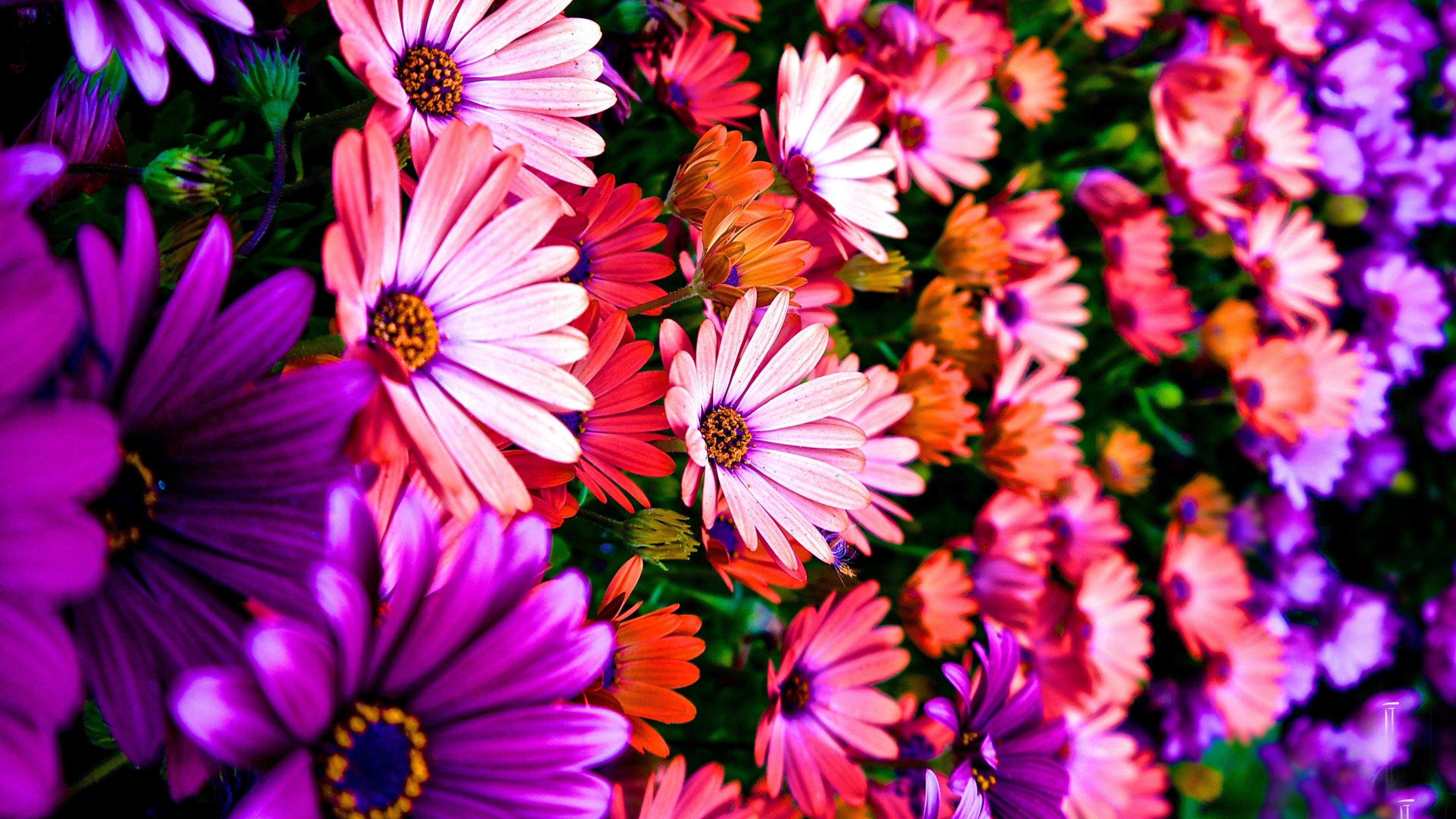 3840x2160 Wallpaper Flowers, 5k, 4k wallpaper, Hibiscus, colours, Nature