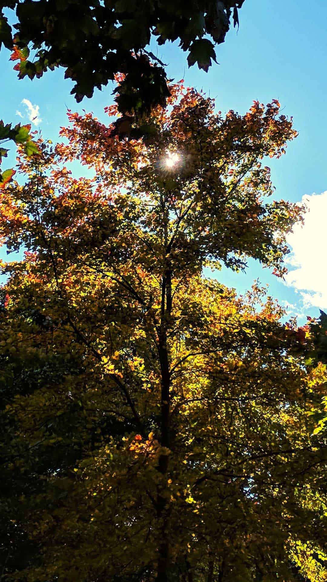 1080x1920 Free Autumn Wallpaper and Fall Background for Your Phone!
