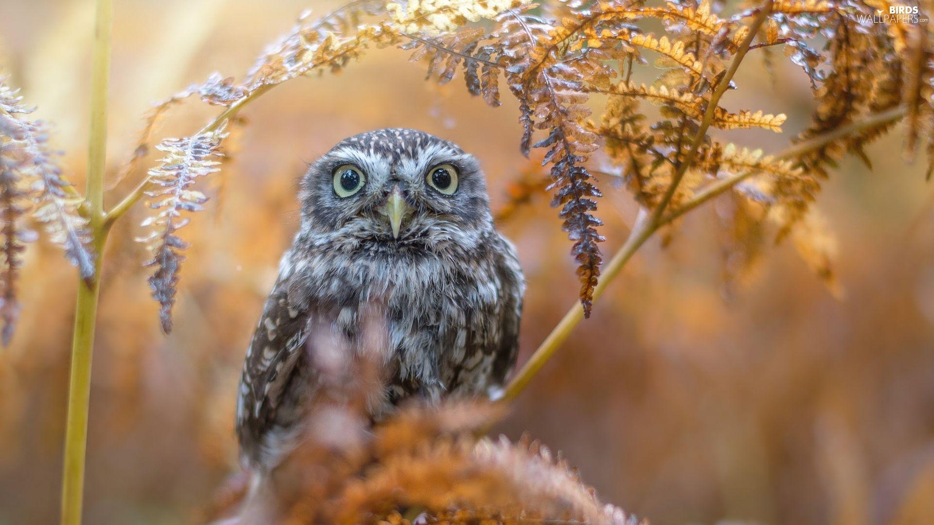 1920x1080 branch, Little Owl, fuzzy, autumn, owl, Leaf, background wallpaper: 1920x1080