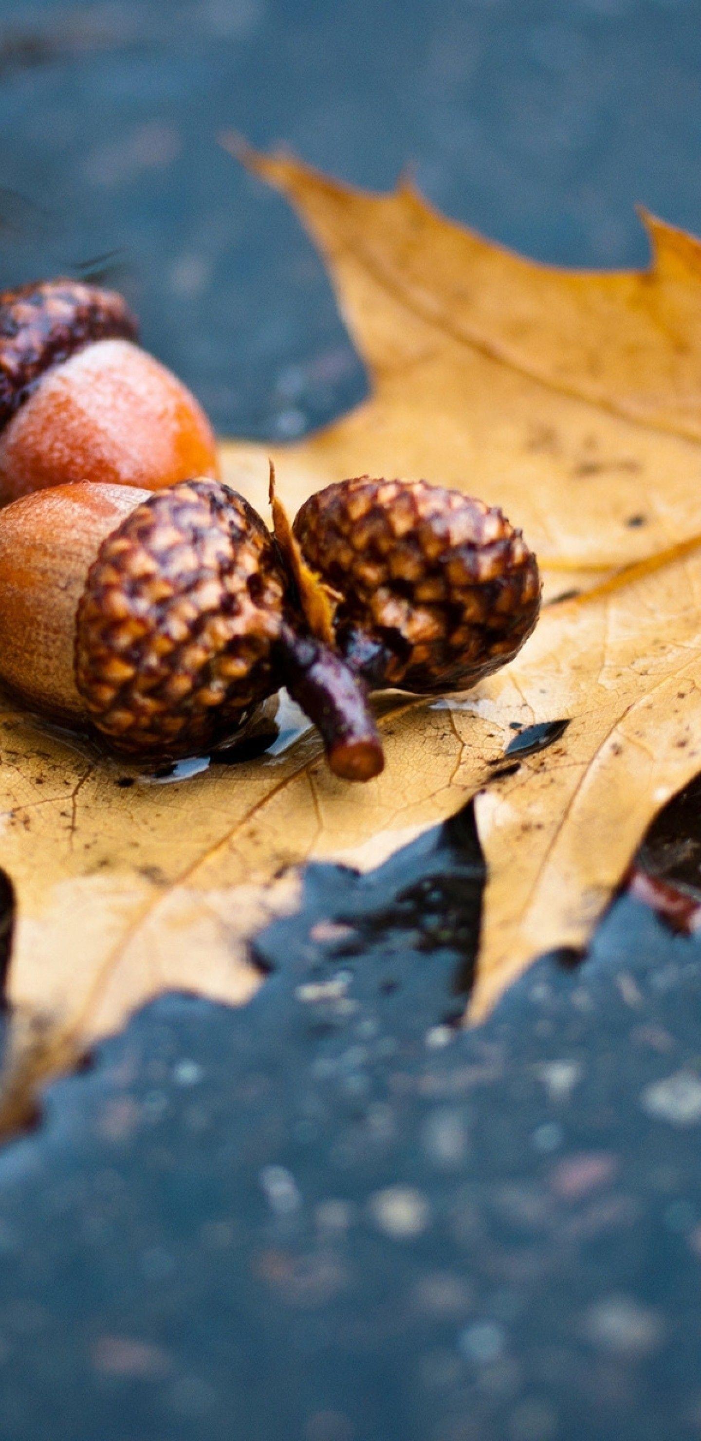 1440x2960 Download 1440x2960 Puddle, Leaf, Autumn, Rain Wallpaper