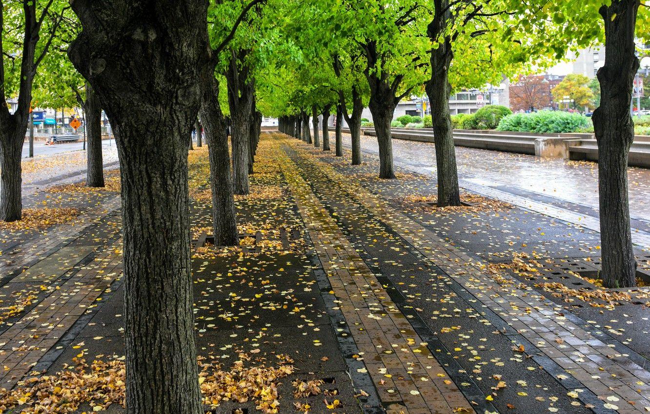 1332x850 Wallpaper autumn, trees, Park, street, foliage, USA, USA, Boston
