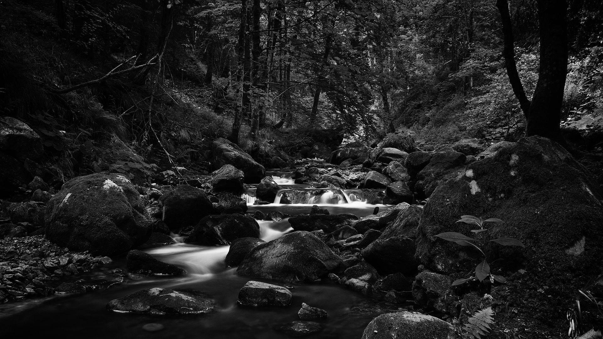 1920x1080 Forest River Stream Black And White HD Image Free Wallpaper