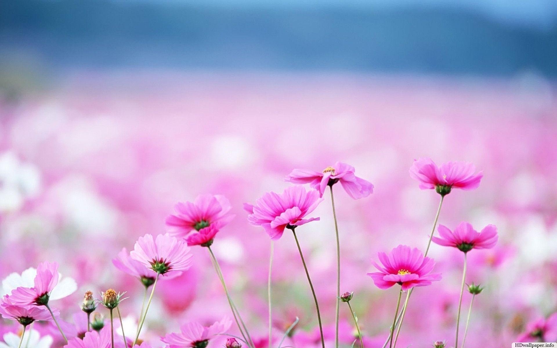 1920x1200 Pretty Flower Wallpaper Desktop
