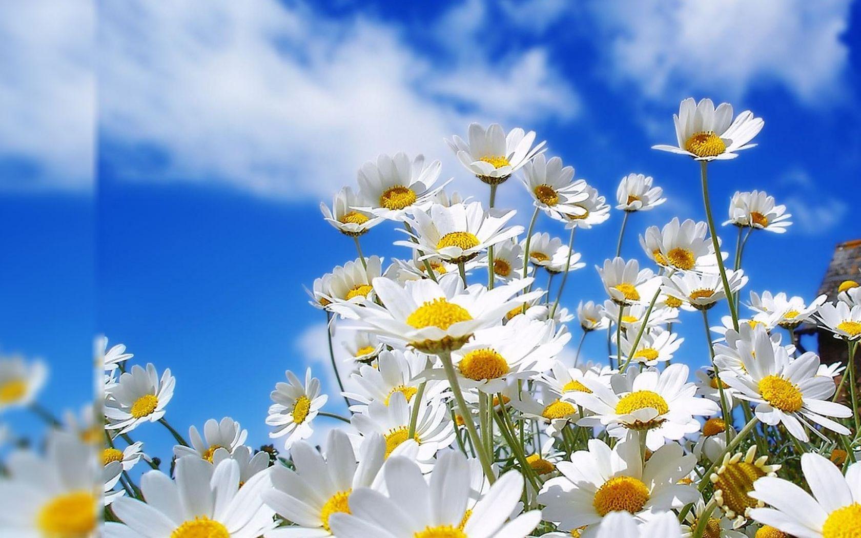 1680x1050 Free download Flower PC Wallpaper Top Flower PC Background