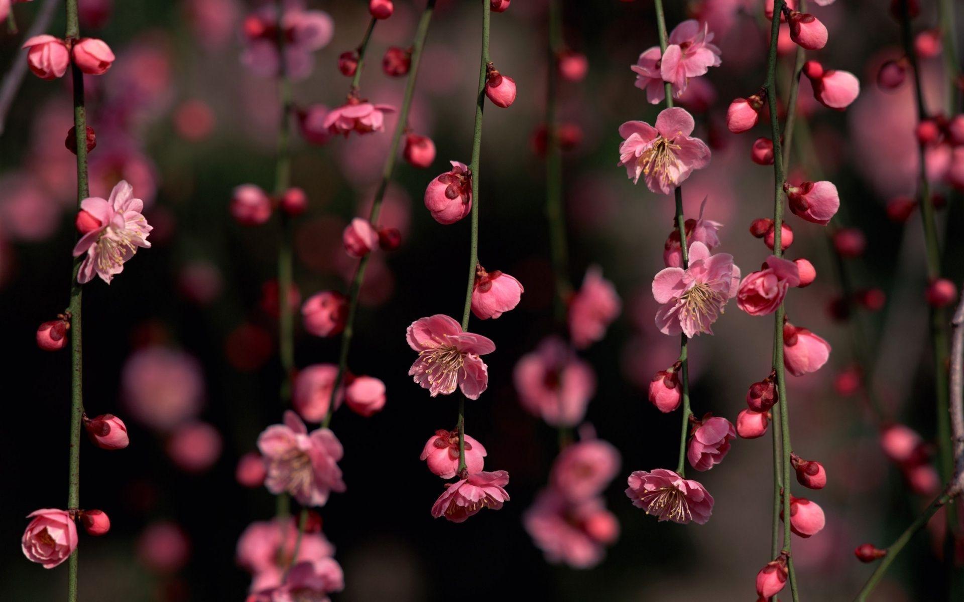 1920x1200 Flower Wallpaper For Desktop