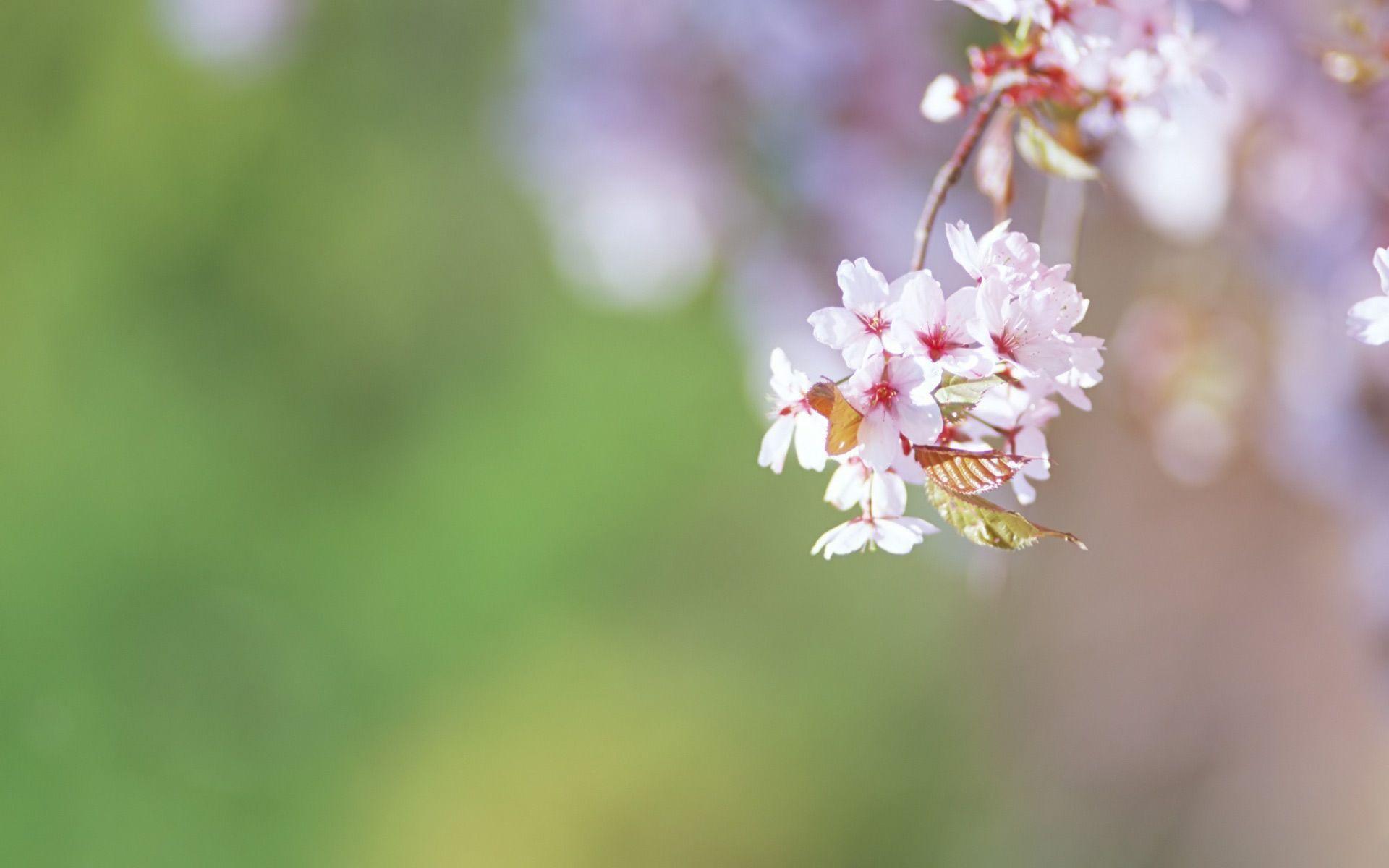 1920x1200 Spring Flowers Desktop Wallpaper Flower Background