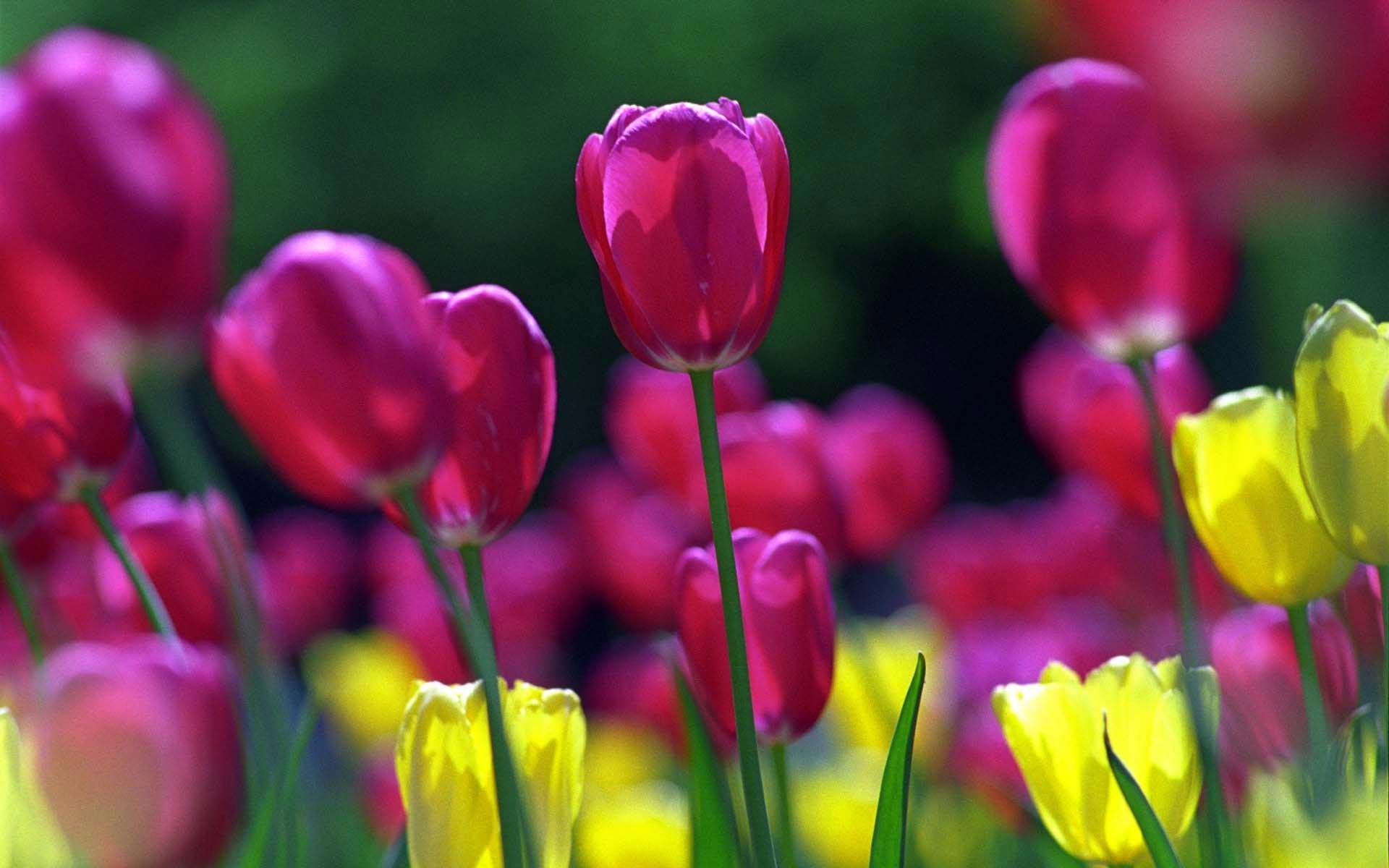 1920x1200 Desktop flower wallpaper for computer background download