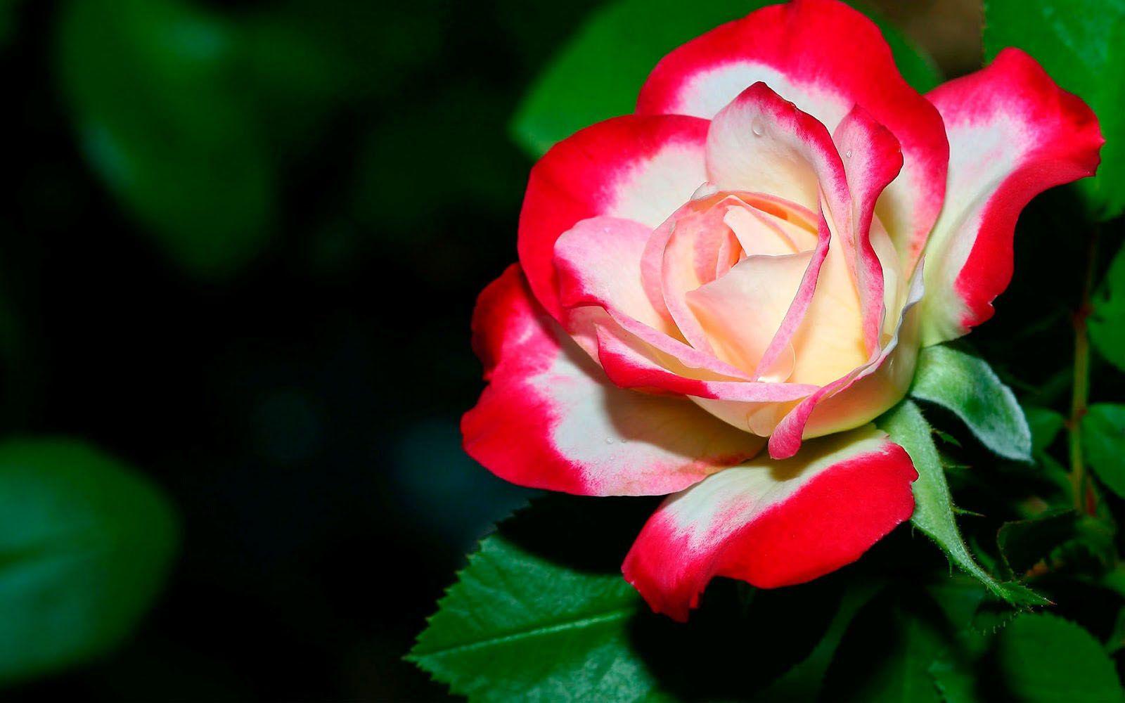 1600x1000 Free download 25 Beautiful Flower Wallpaper for your desktop