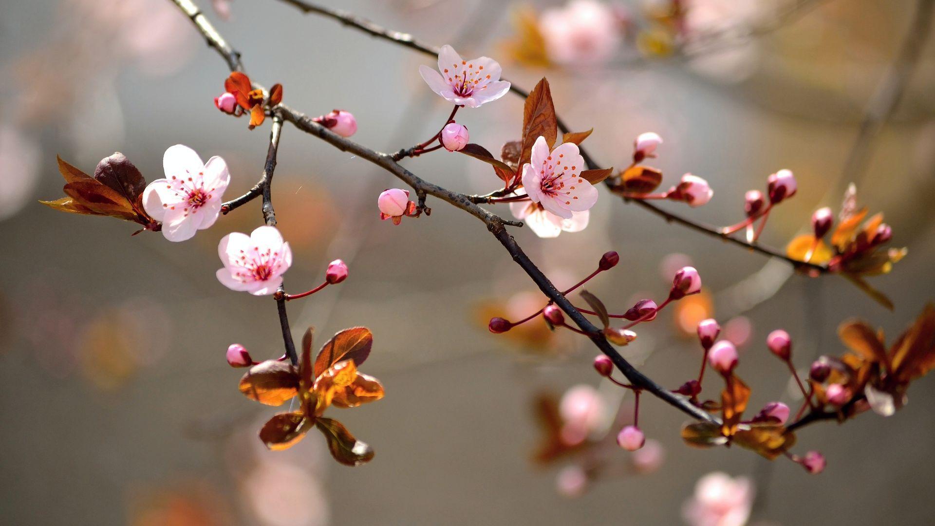 1920x1080 Sakura Flower Wallpaper for Desktop