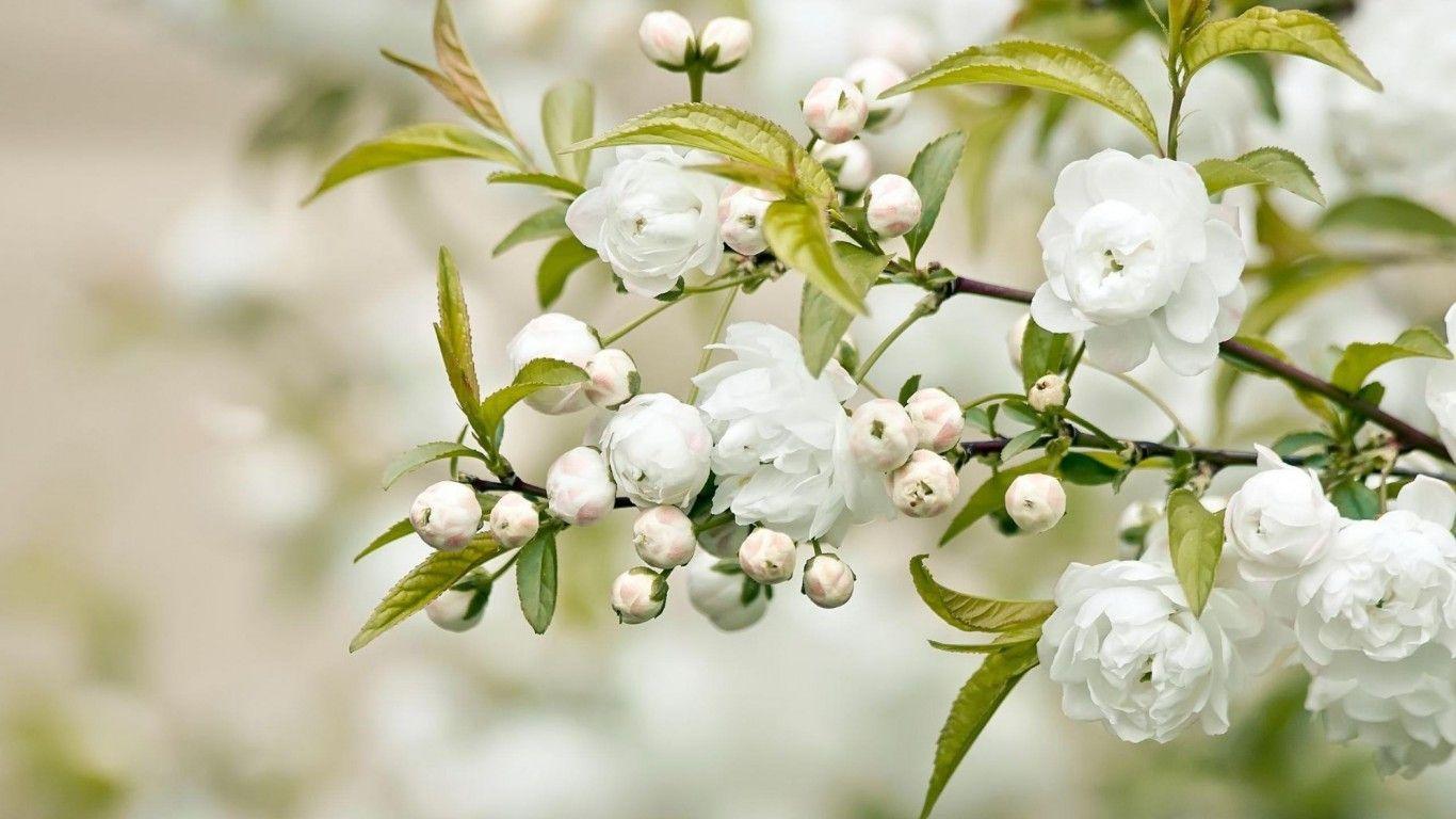 1366x768 HD Wallpaper For PC Full Screen Flower
