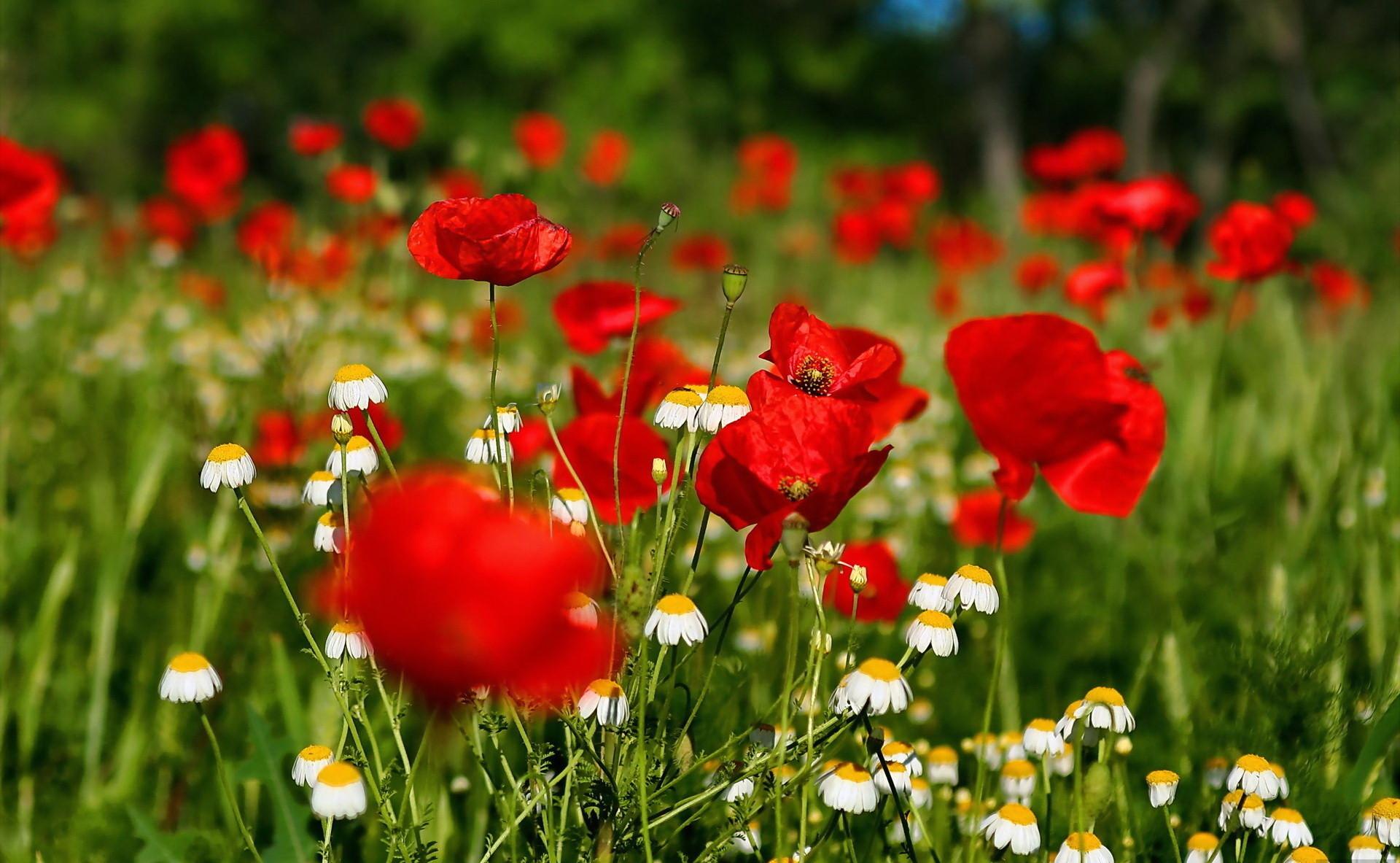 1920x1183 Desktop Background Flowers