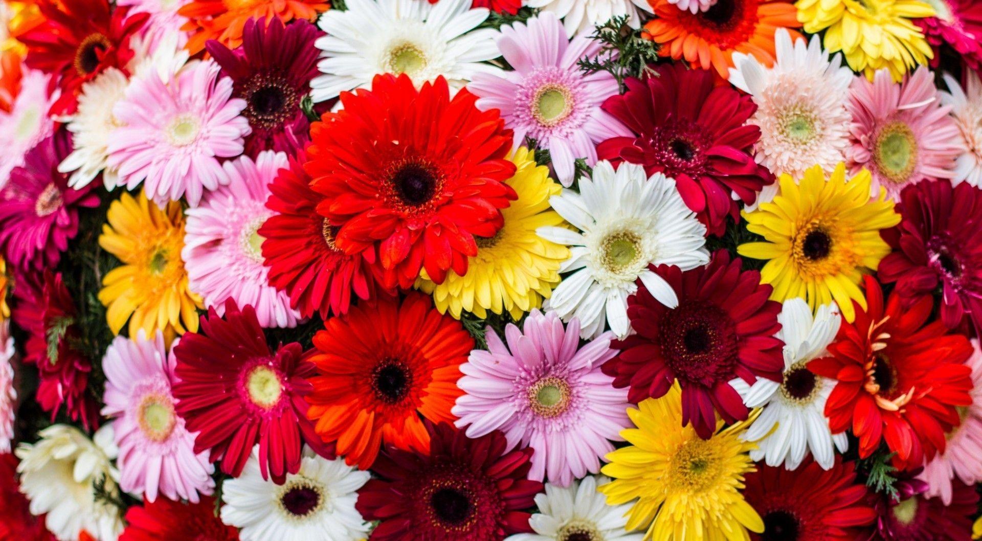 Colorful Flower Wallpapers Top Free Colorful Flower Backgrounds Wallpaperaccess