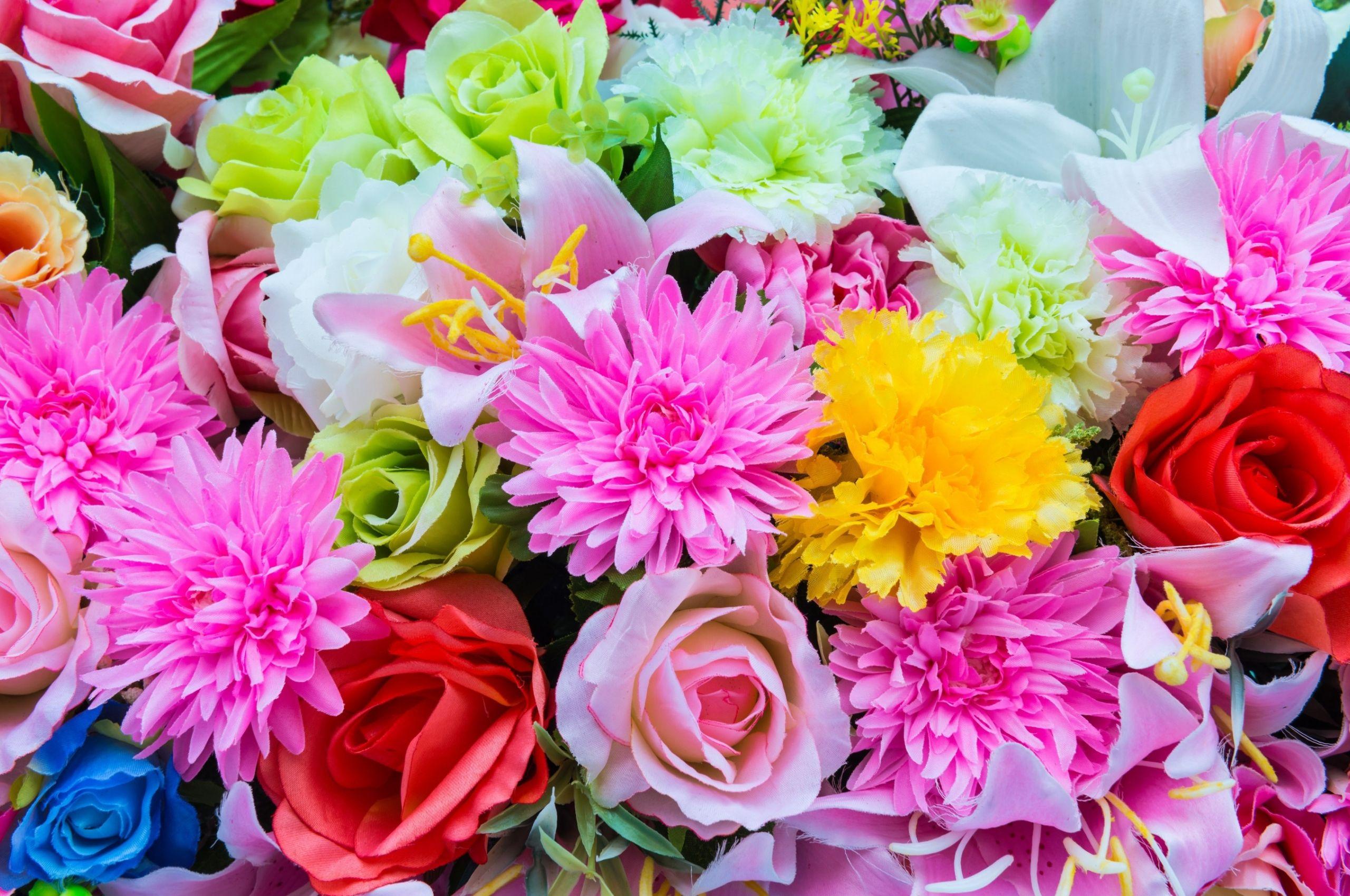2560x1700 Free download Beautiful colorful flowers wallpaper ForWallpapercom