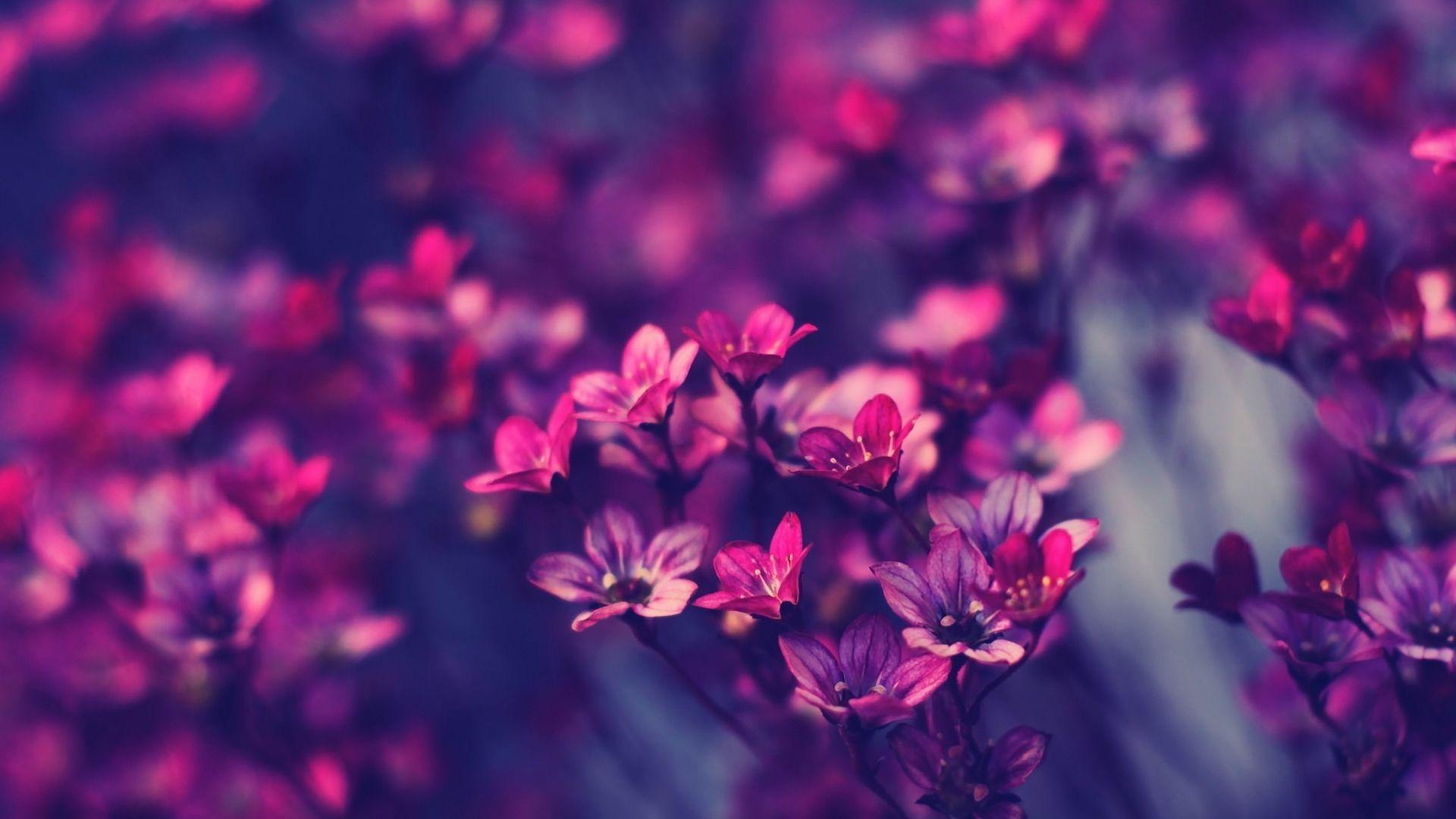 1920x1080 Free download Purple Flower Wallpaper Desktop Wallpaper High