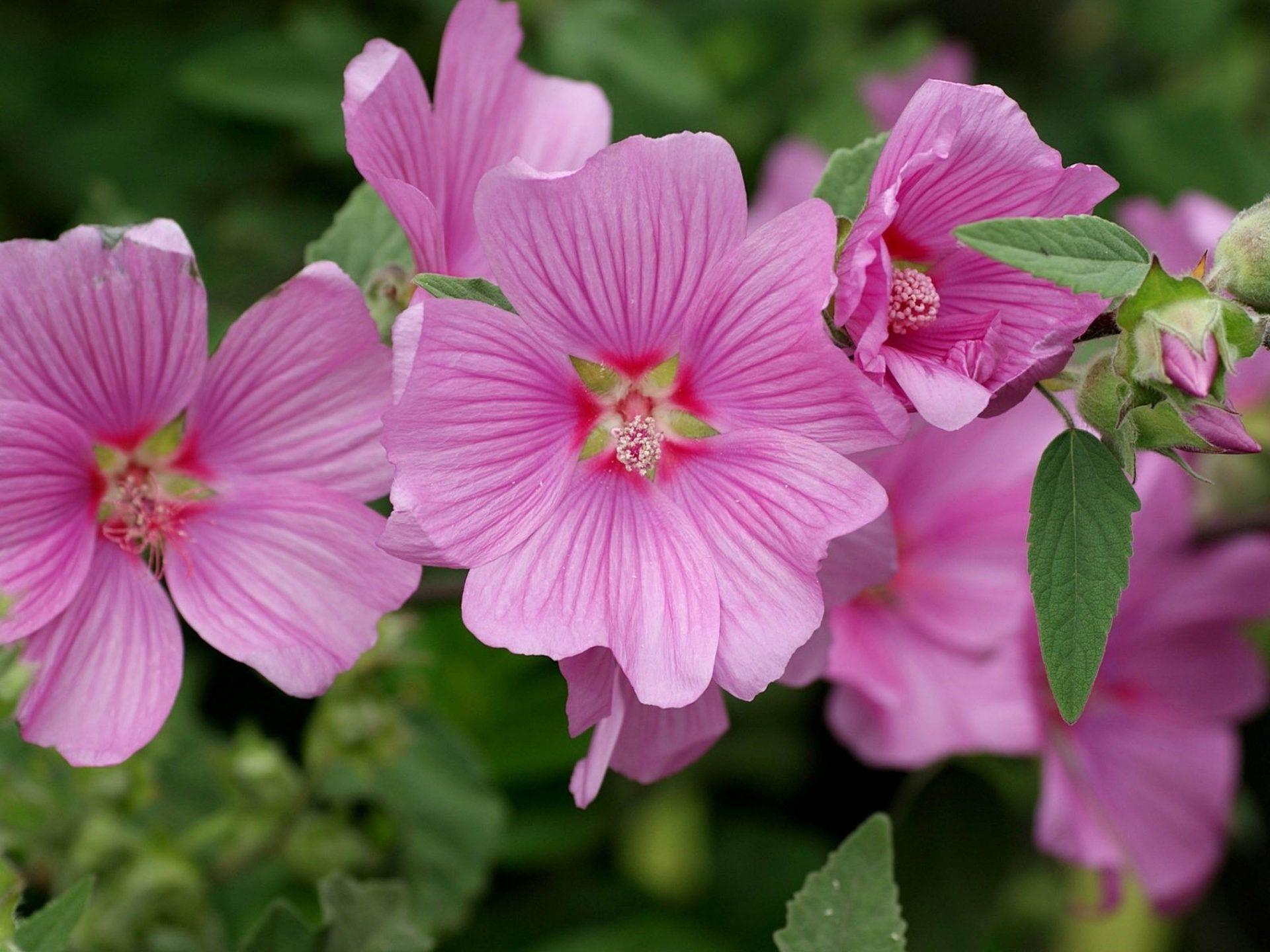 1920x1440 Hollyhocks Pink Flowers Categories Mallow Flowers Wallpaper 4k
