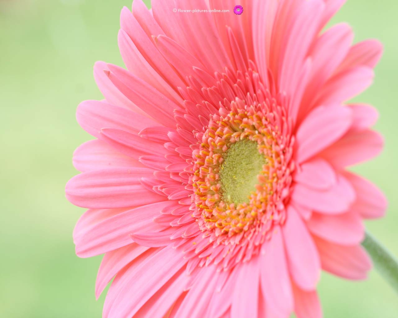 1280x1024 Flowers for Desktop Wallpaper