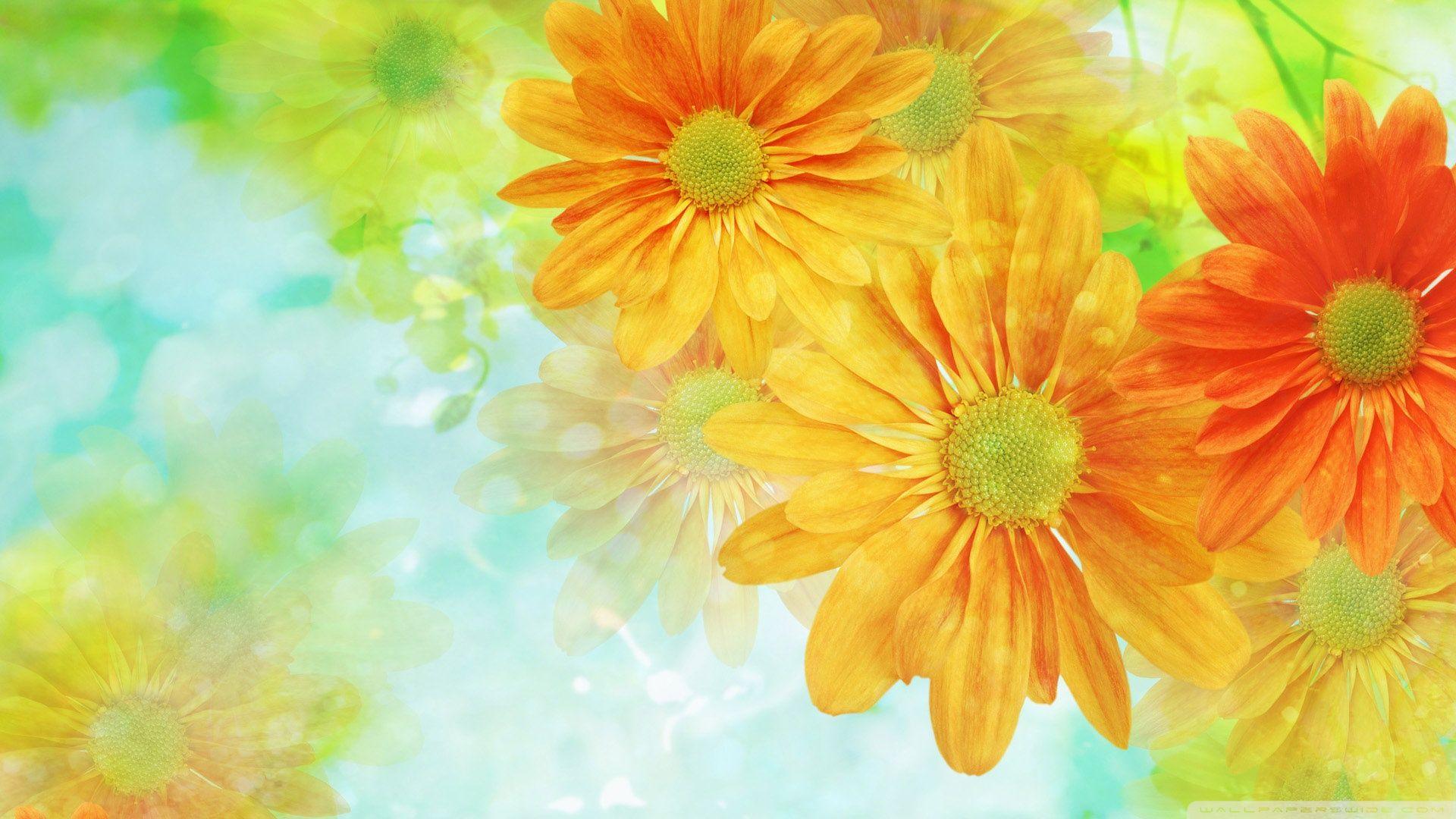 1920x1080 Free download Colorful Flowers Wallpaper 1920x1080 Colorful