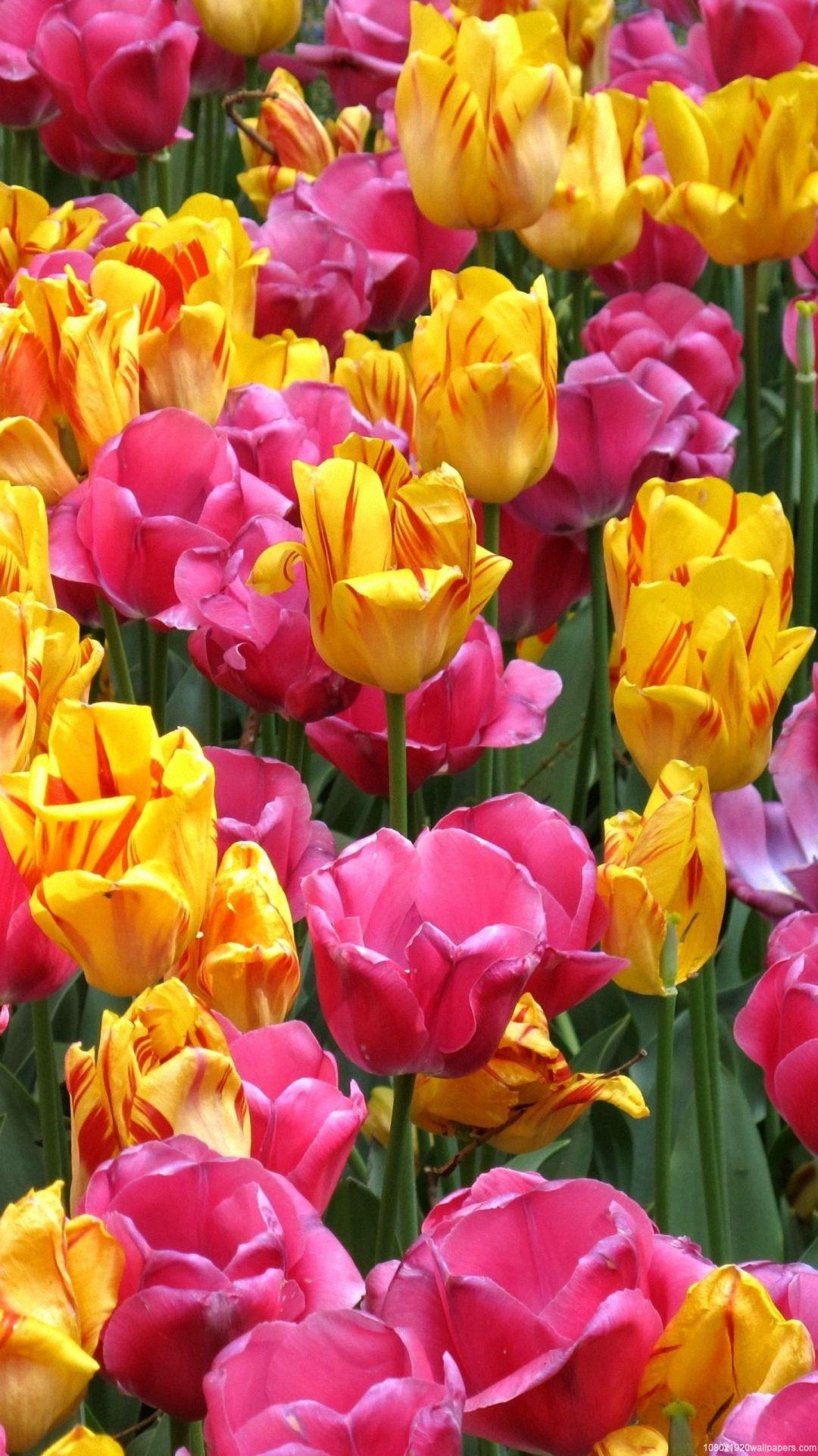 Hình nền hoa Tulip đầy màu sắc 1080x1920 HD