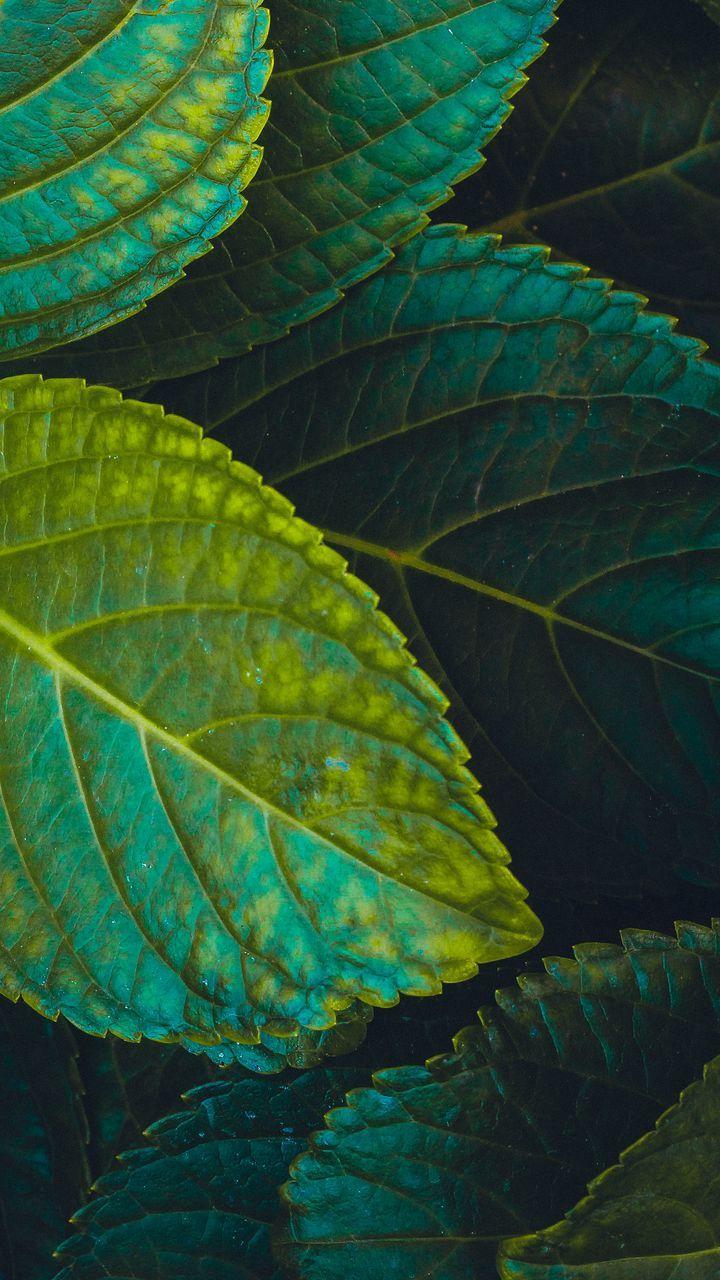 720x1280 Download wallpaper 720x1280 leaves, plant, carved, green samsung