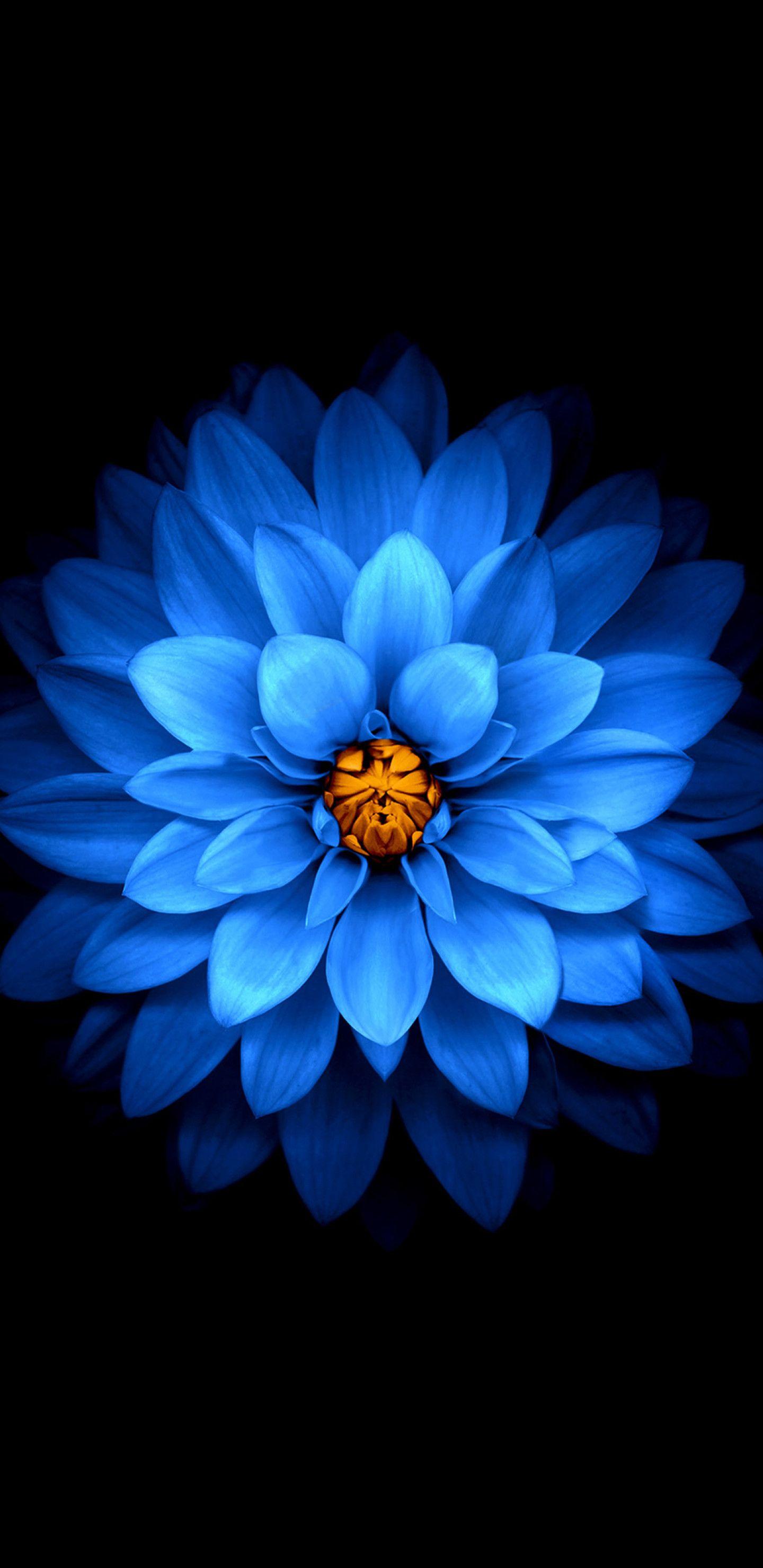 Samsung S9 Flowers Wallpapers - Top Free Samsung S9 Flowers Backgrounds -  WallpaperAccess