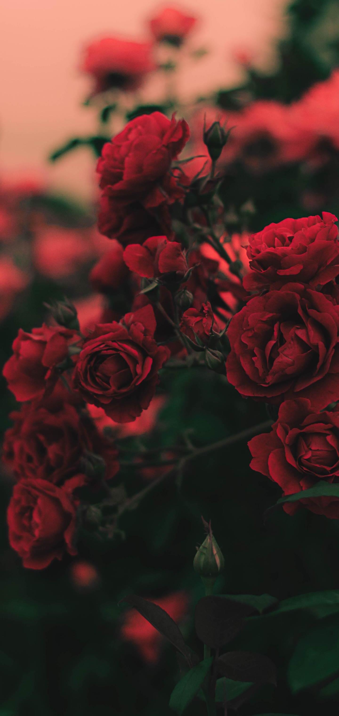 1440x3040 flower galaxy a51 Wallpaper Download