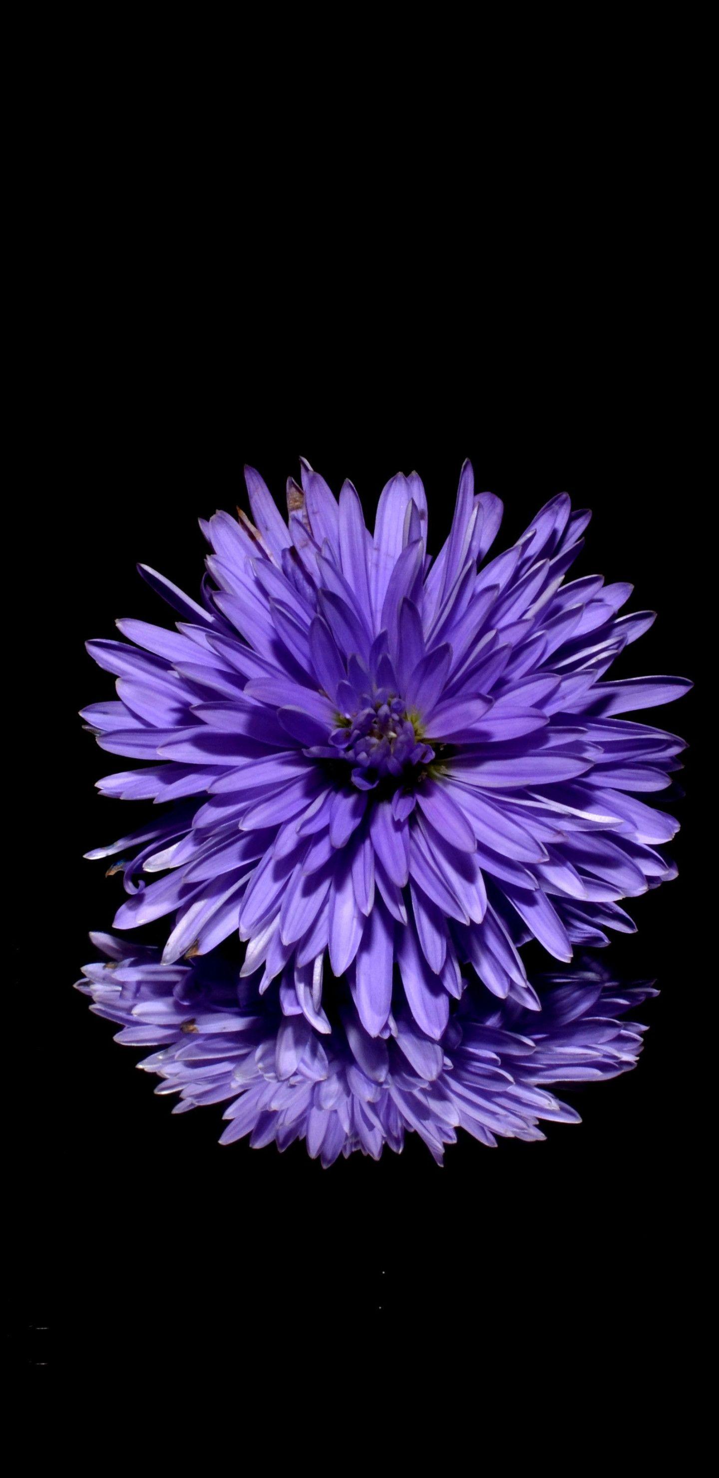 Dark Purple Flowers HD Wallpapers Top Free Dark Purple Flowers HD