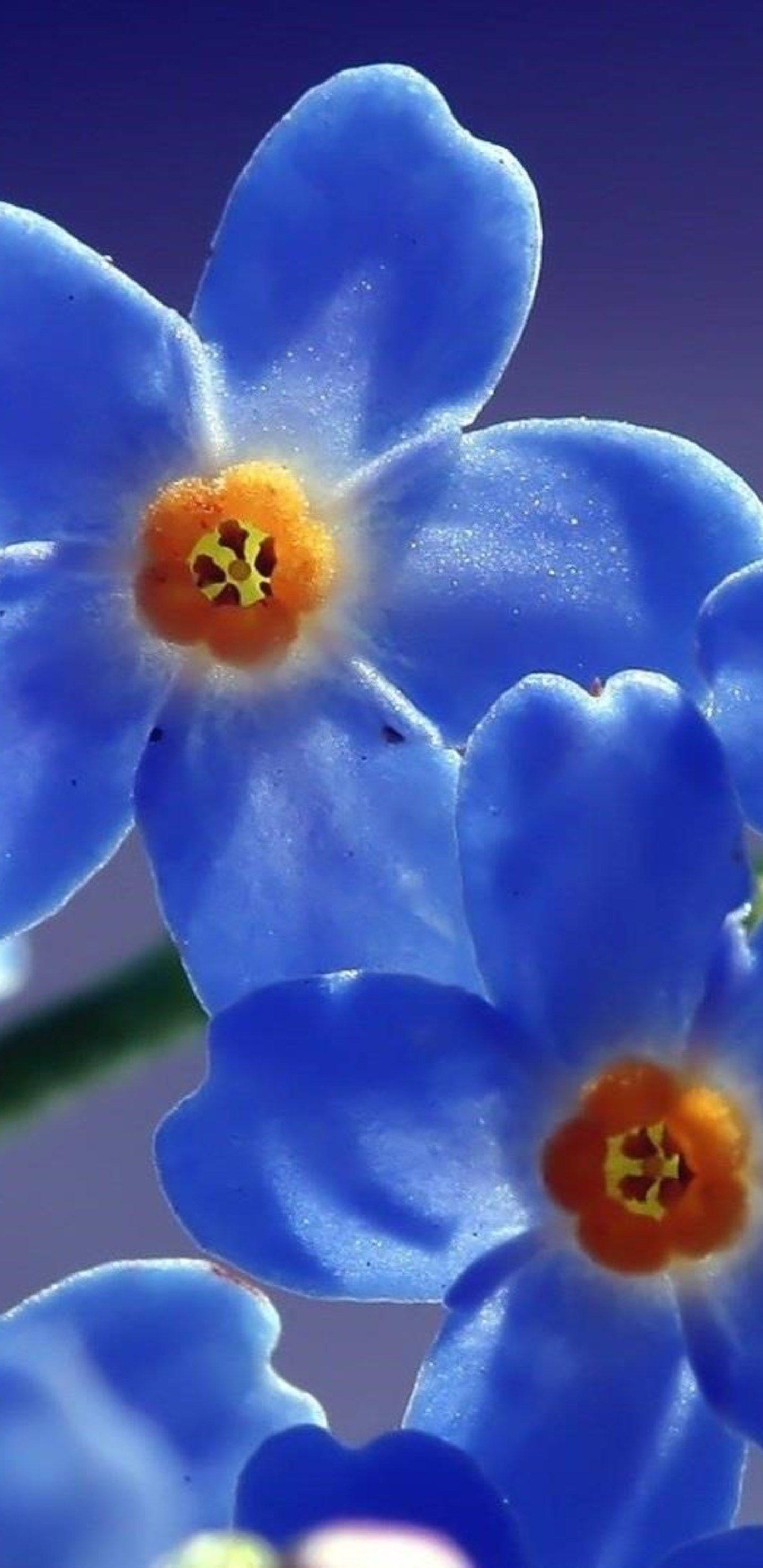 1440x2960 Blue Beautiful Flowers Samsung Galaxy Note S S8