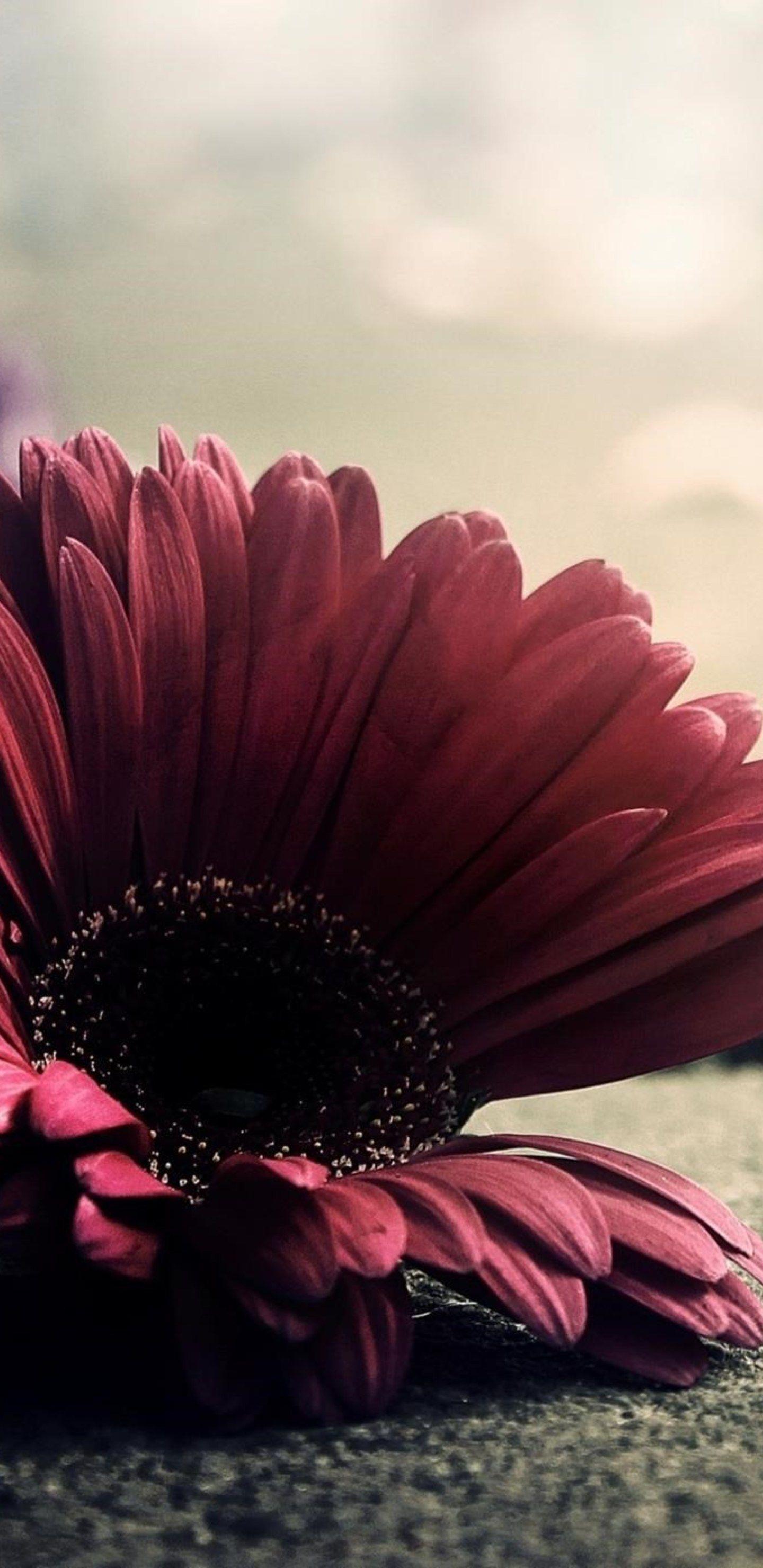 1440x2960 Red Flower Samsung Galaxy Note S S SQHD HD 4k