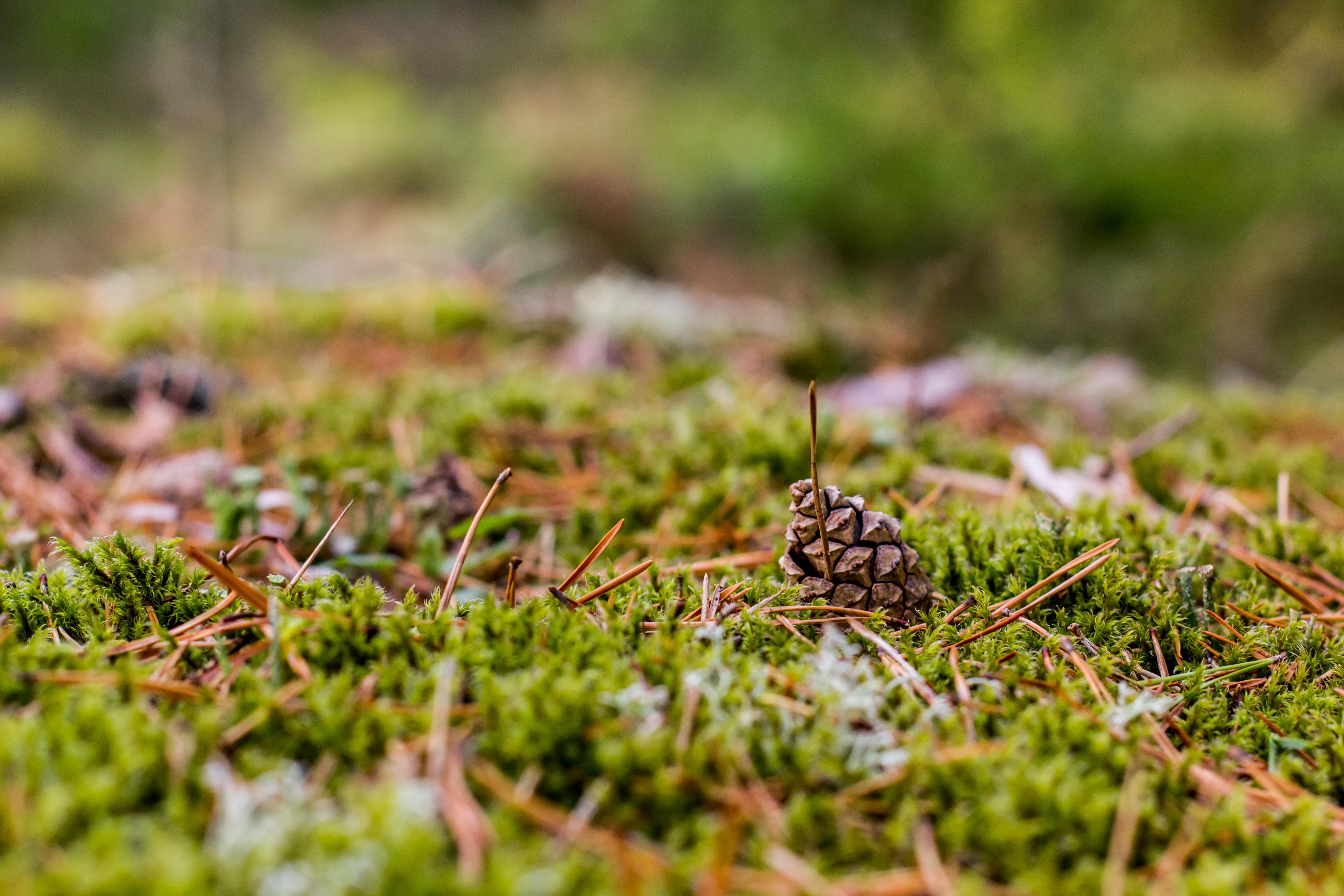 5184x3456 Swedish 4K wallpaper for your desktop or mobile screen free