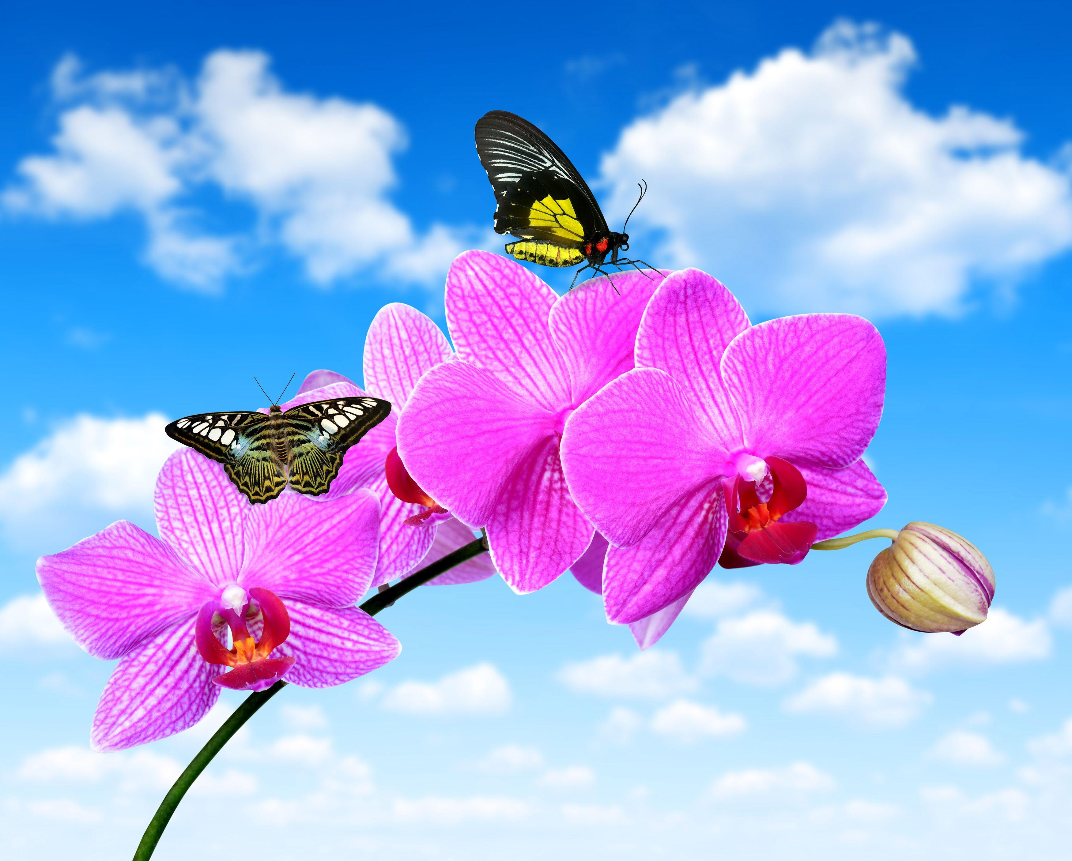 3500x2812 Desktop Wallpaper Butterflies orchids Pink color Sky 3500x2812