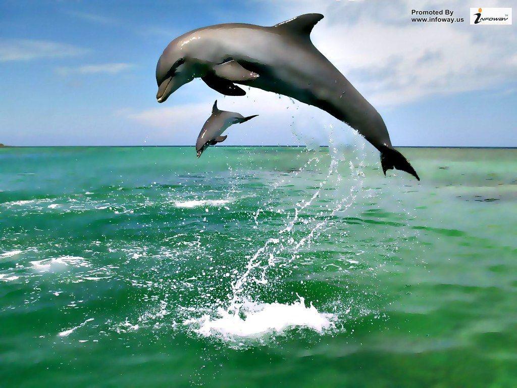 1024x768 The best top desktop dolphin wallpaper HD dolphins wallpa