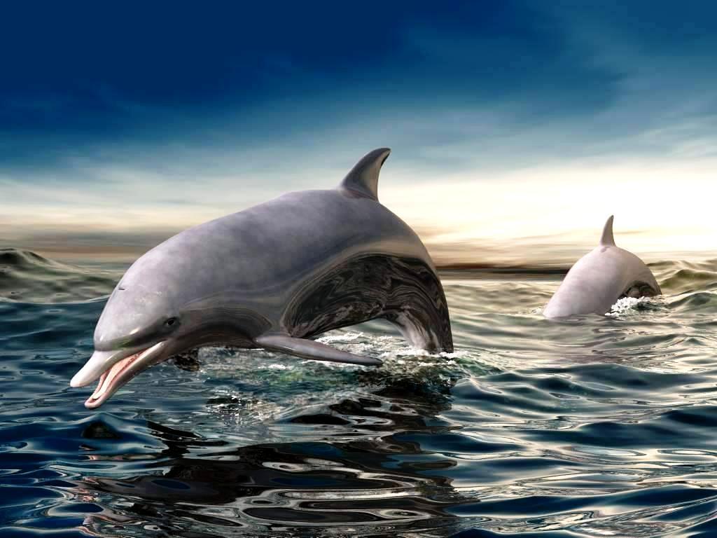 1024x768 Free Animated Dolphin Wallpaper