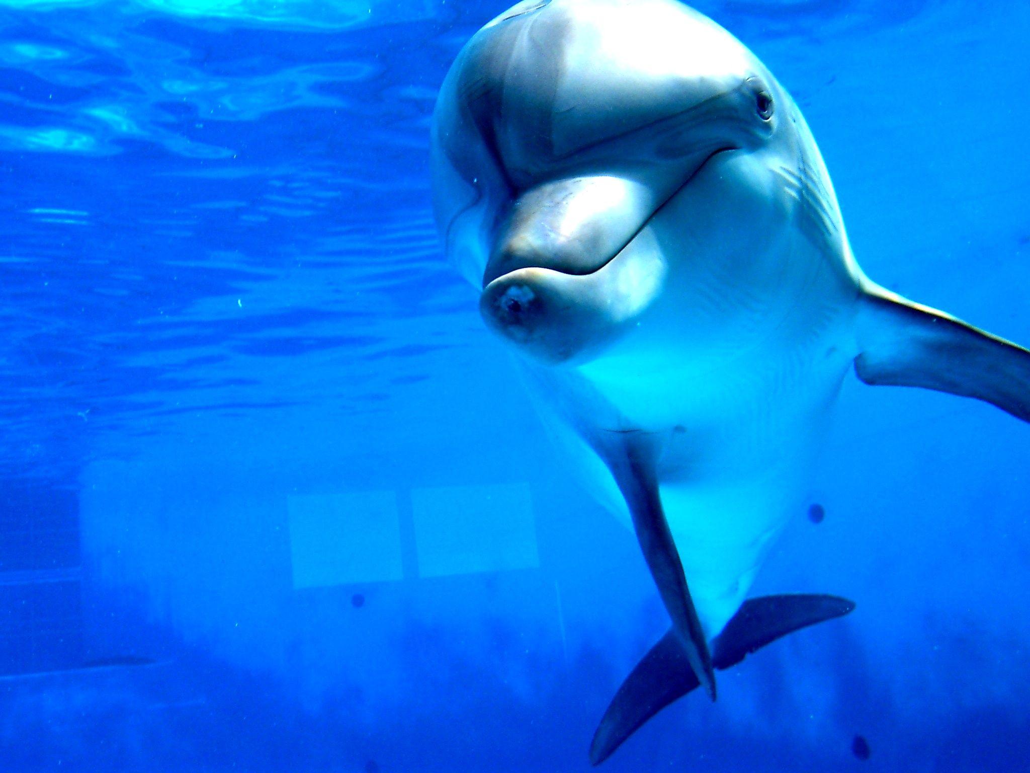 2048x1536 Dolphin Cartoon Wallpaper