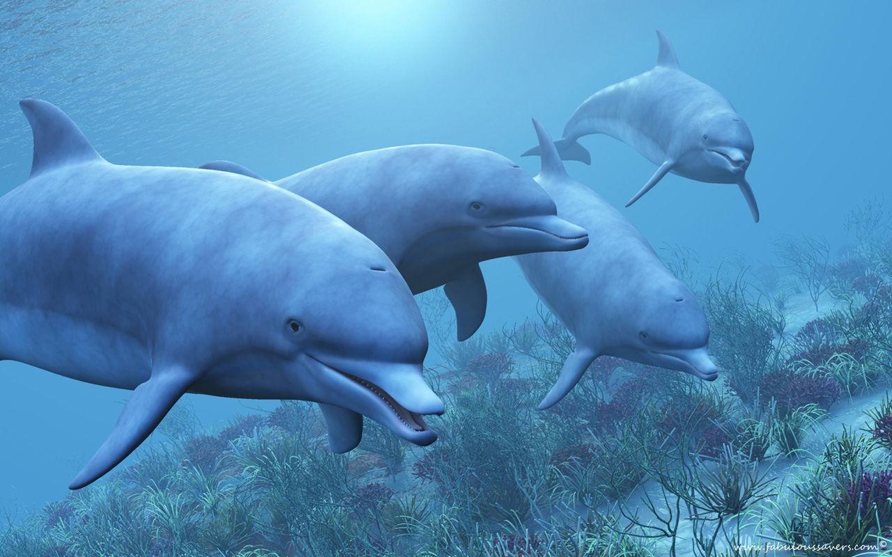 1280x800 Free Animated Dolphin Wallpaper Deskx800 px, T86RJ