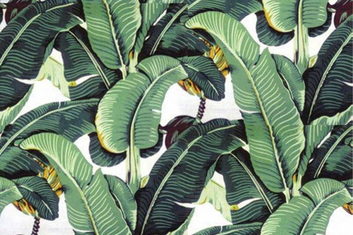 1137x758 Tropical Banana Leaf Wallpaper