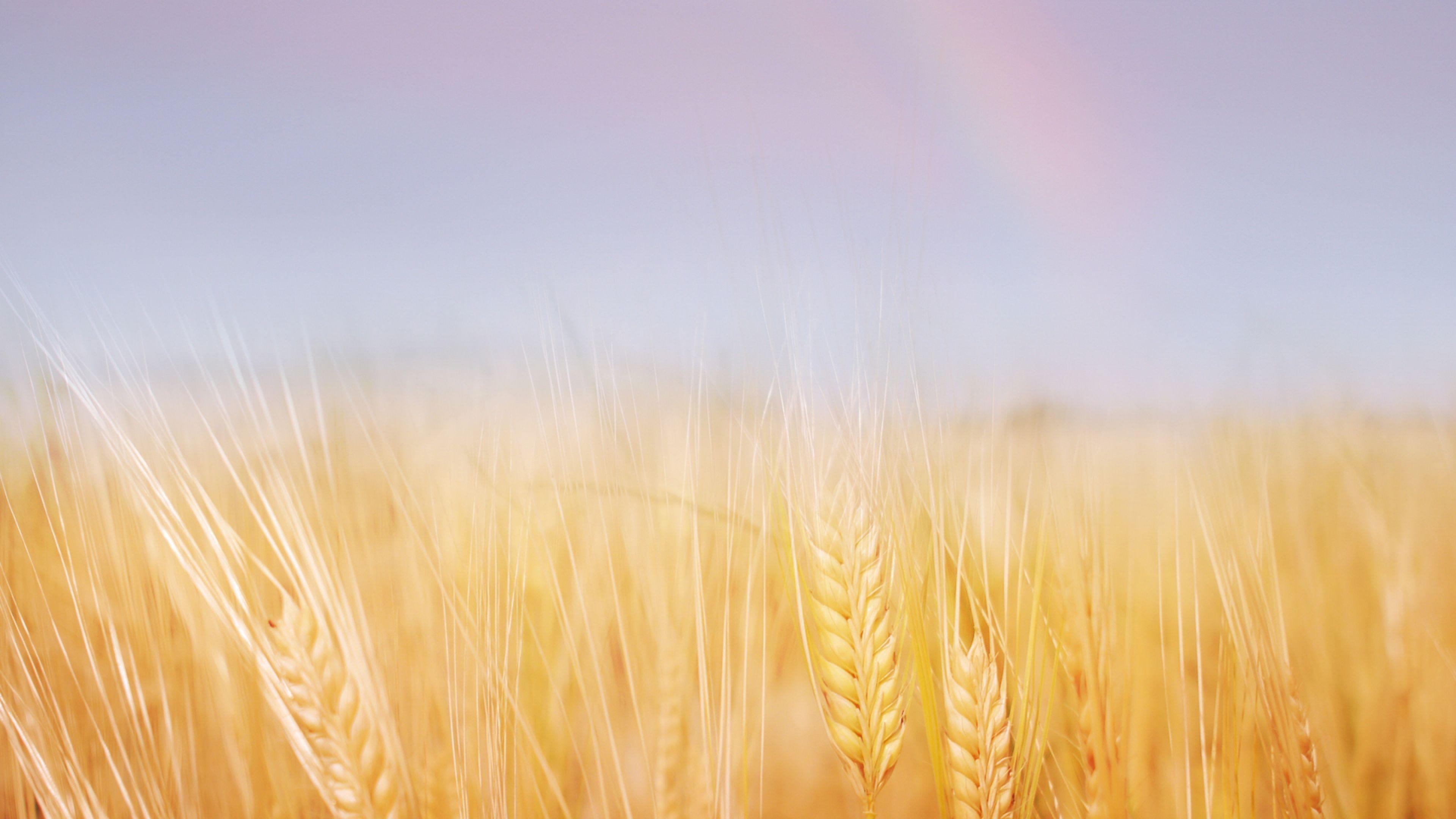 3840x2160 Download Wallpaper 3840x2160 Ears, Field, Wheat, Gold, Sky