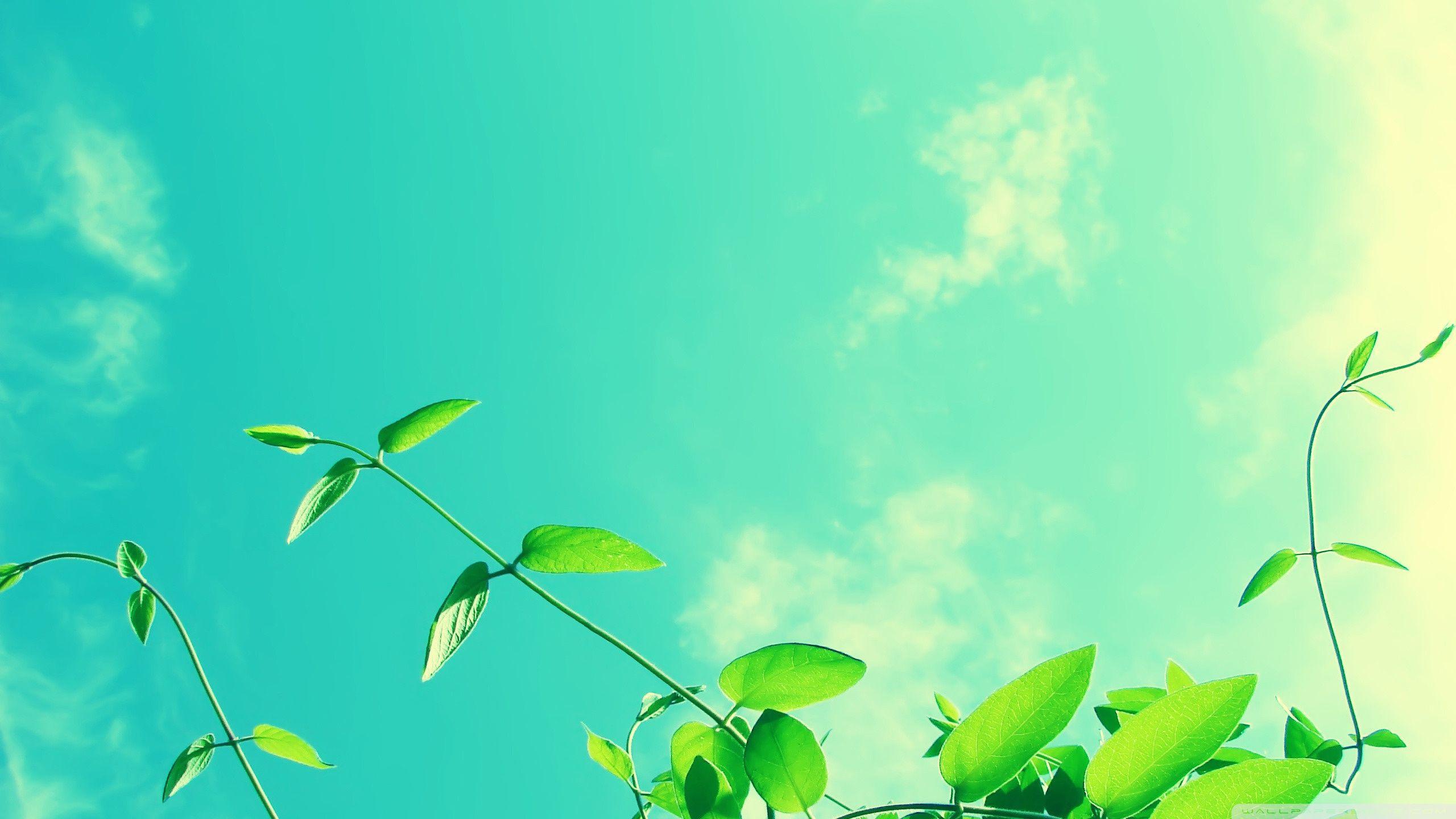2560x1440 Vines and Sunny Sky Ultra HD Desktop Background Wallpaper for 4K