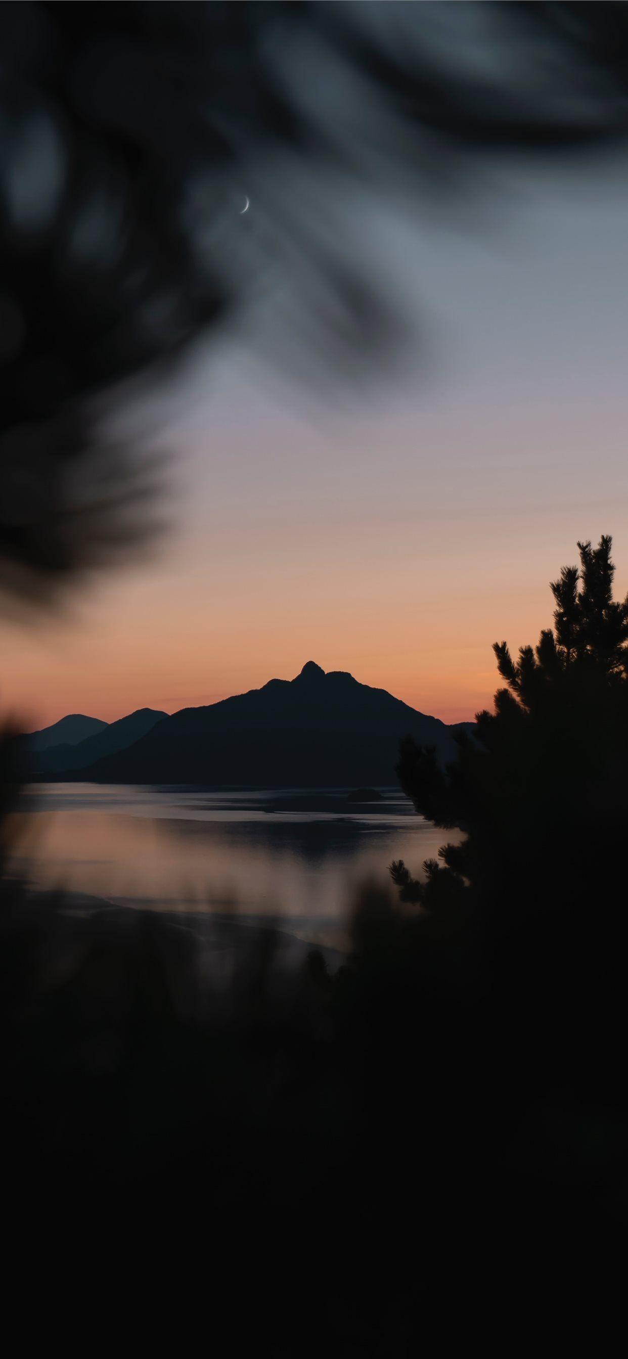 1242x2688 silhouette of trees near body of water during gold. iPhone 11