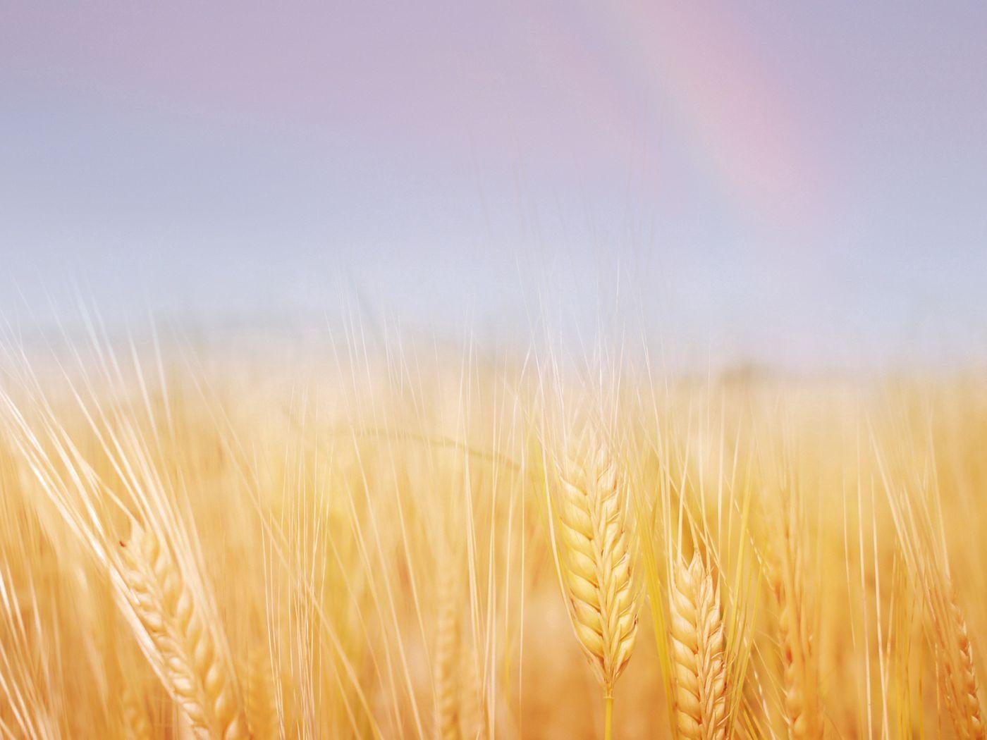 1400x1050 Download wallpaper 1400x1050 ears, field, wheat, gold, sky