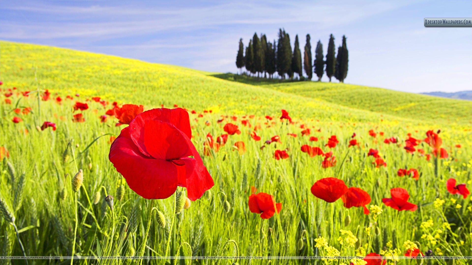 1920x1080 Red Poppies, Tuscany, Italy Wallpaper