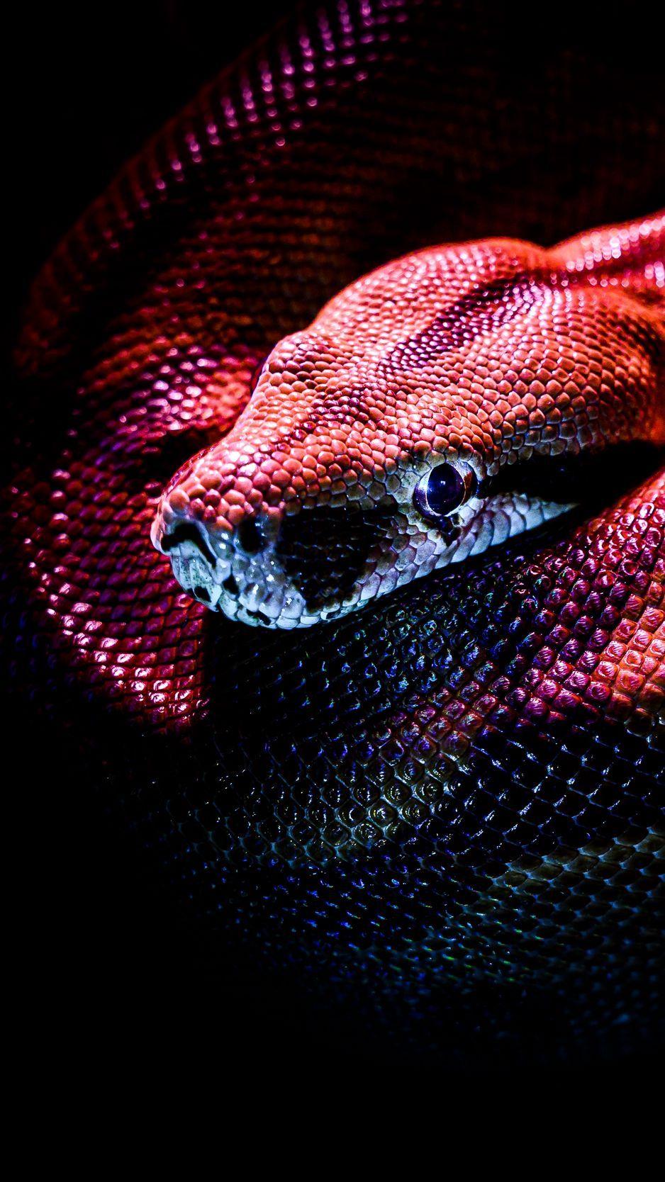 938x1668 Download wallpaper 938x1668 snake, reptile, red, dark, scales