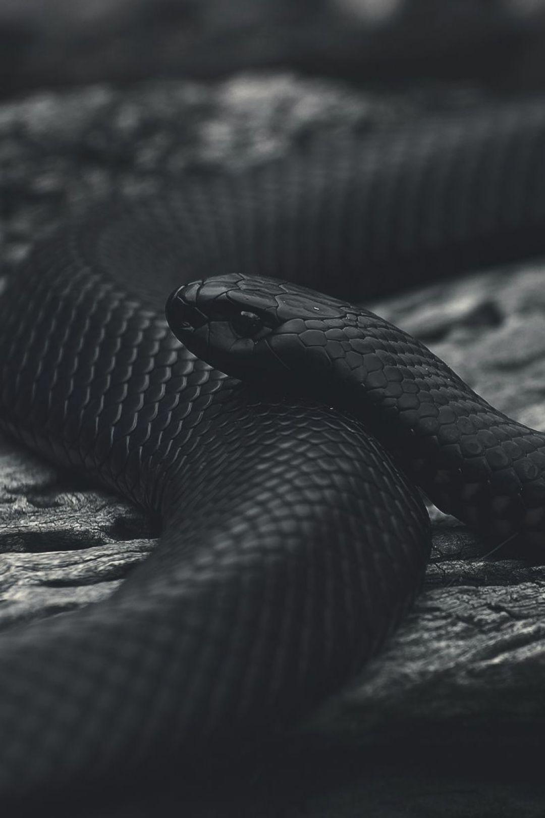 1080x1620 Snake Aesthetics, iPhone, Desktop HD Background