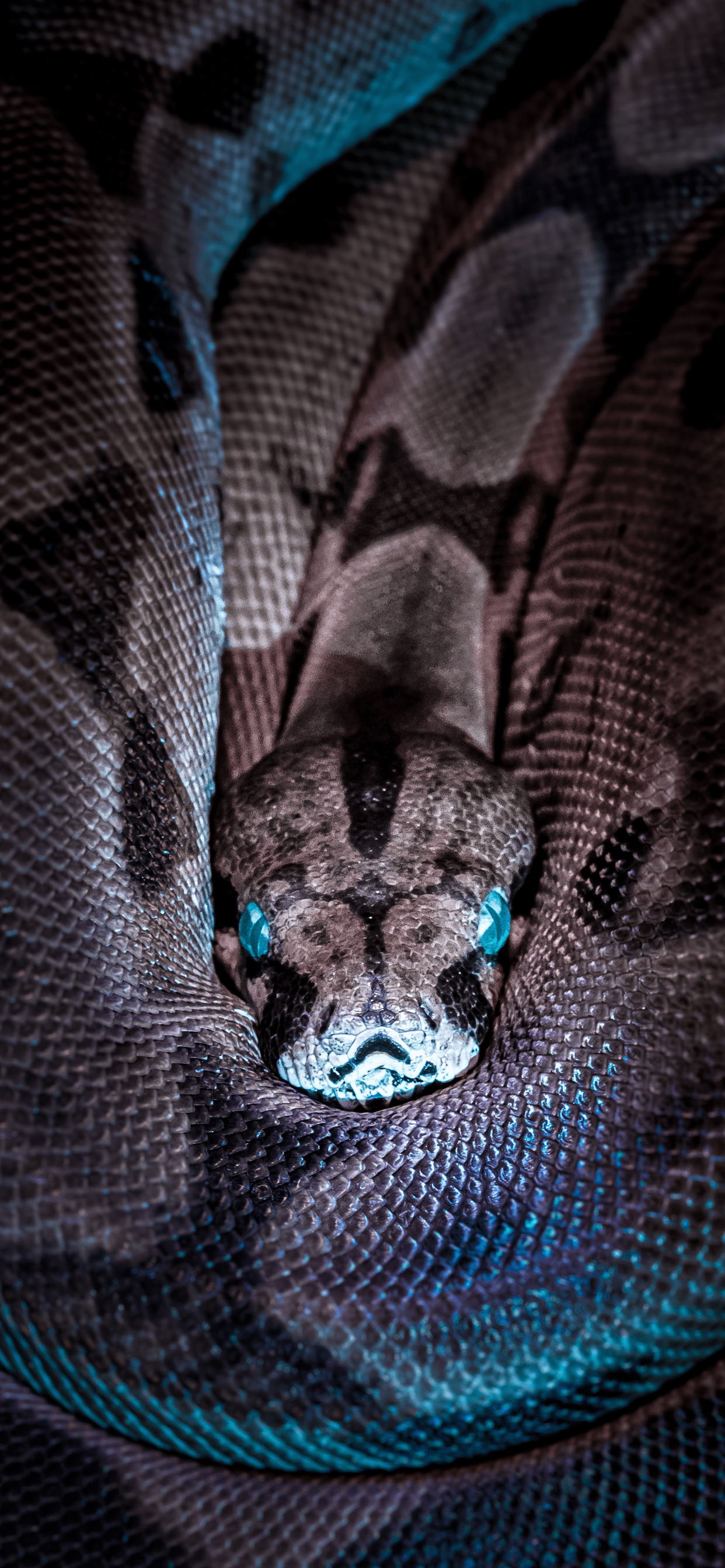 Snake iPhone Wallpapers - Top Free Snake iPhone Backgrounds - WallpaperAccess