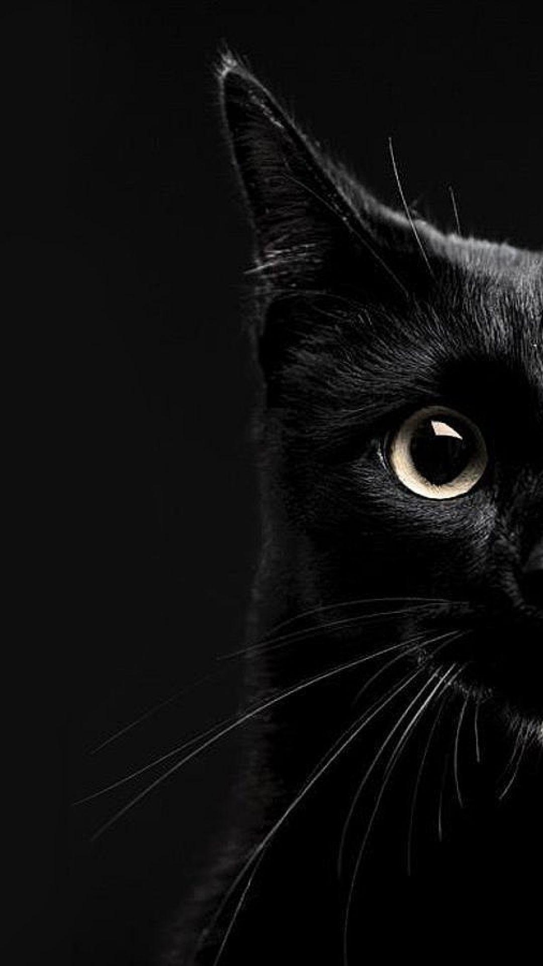 Black Cat Iphone Wallpapers Top Free Black Cat Iphone Backgrounds Wallpaperaccess