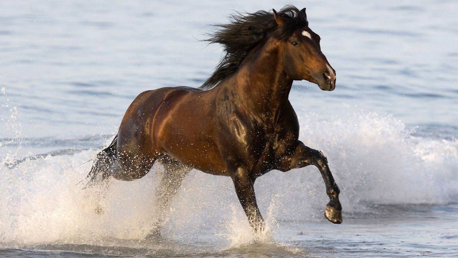 Water Horse Wallpapers Top Free Water Horse Backgrounds Wallpaperaccess