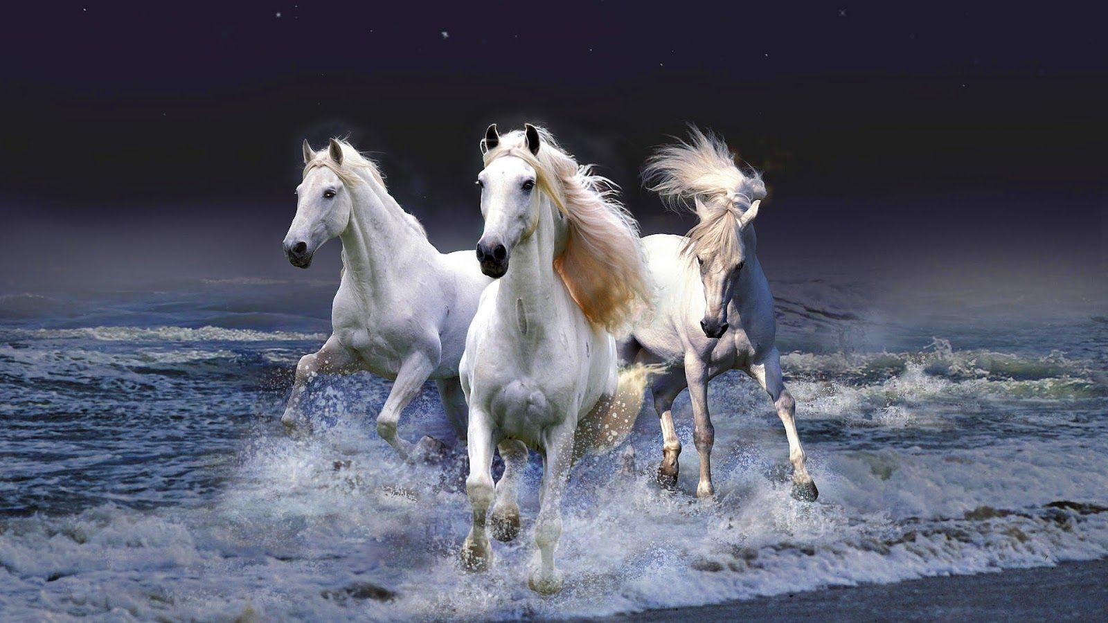 1600x900 Free download horses running through water or sea Horse wallpaper